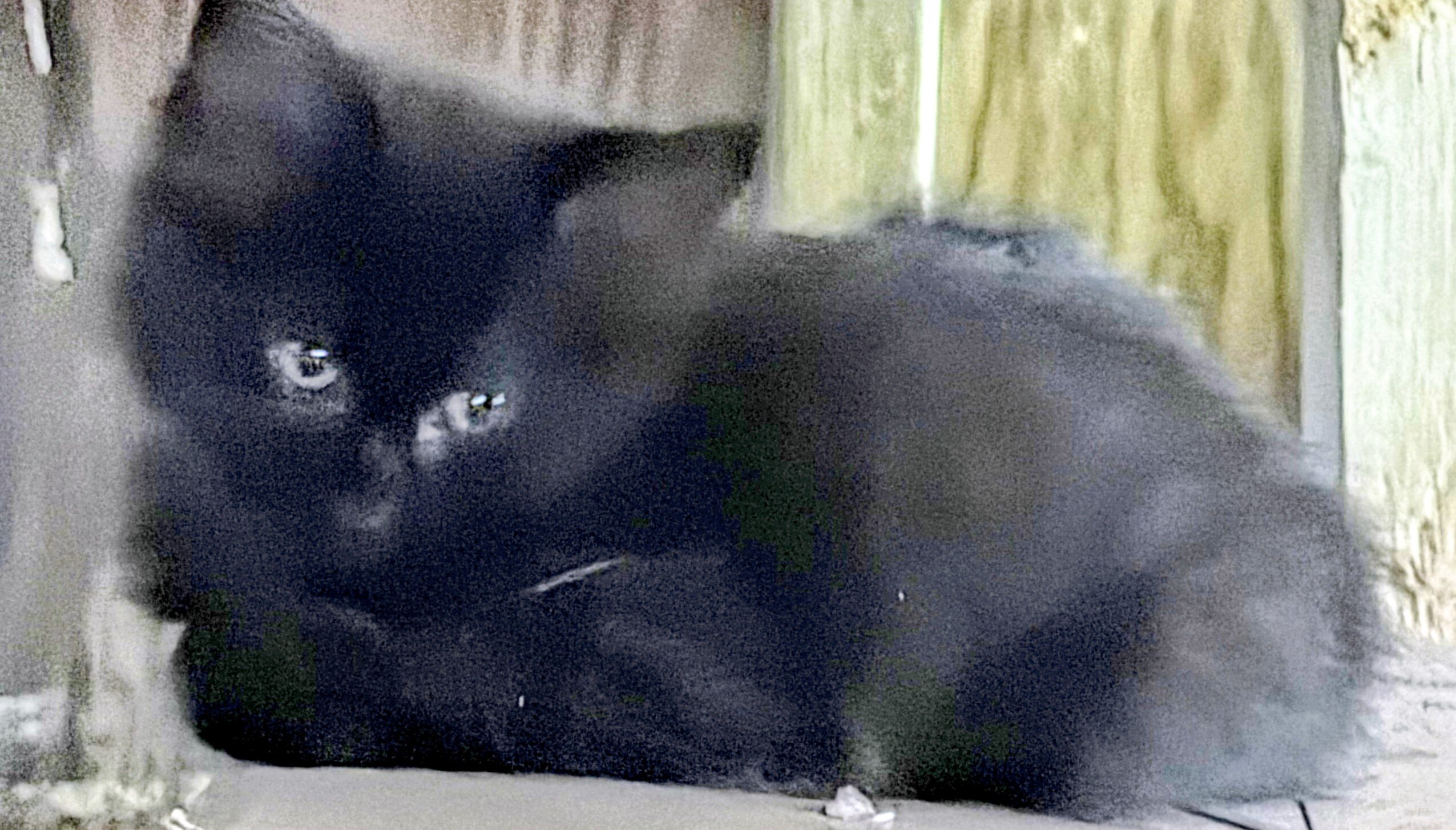 Cute Black Kittens - Free image 2