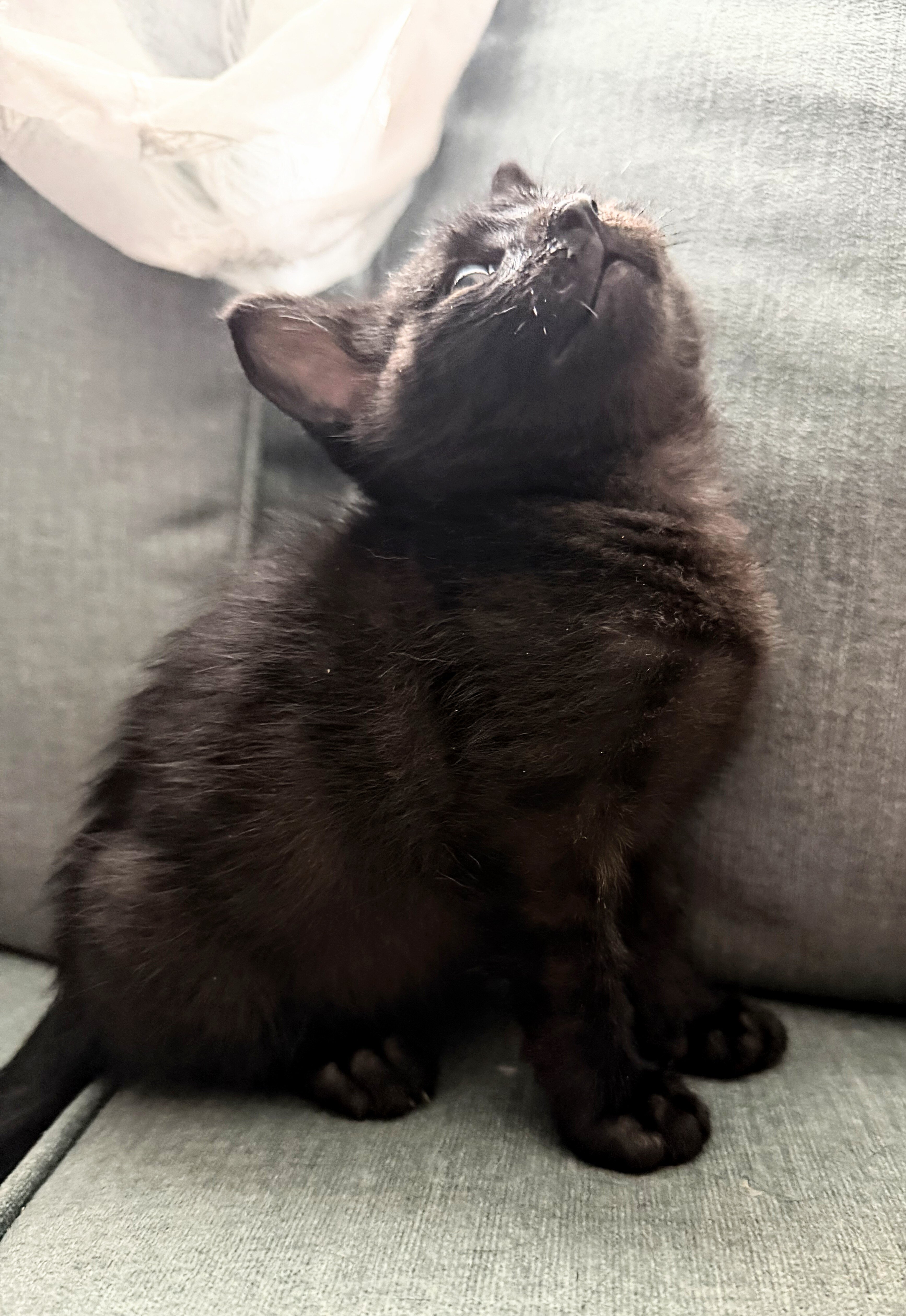 Cute Black Kittens - Free image 1