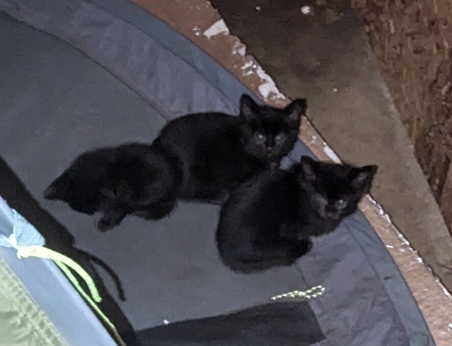 Cute Black Kittens - Free image 5