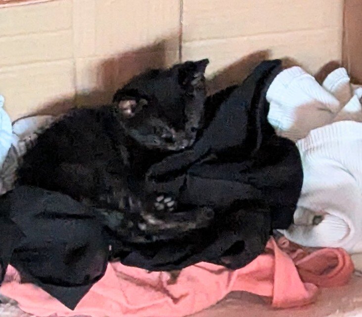 Cute Black Kittens - Free image 3