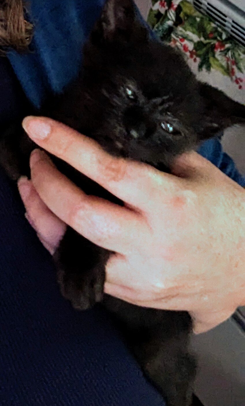 Cute Black Kittens - Free image 4