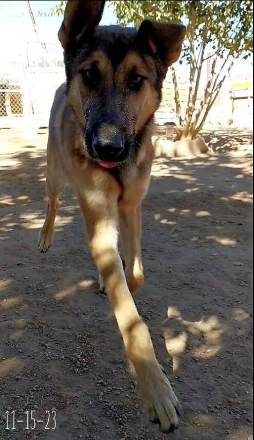 Dog image 2