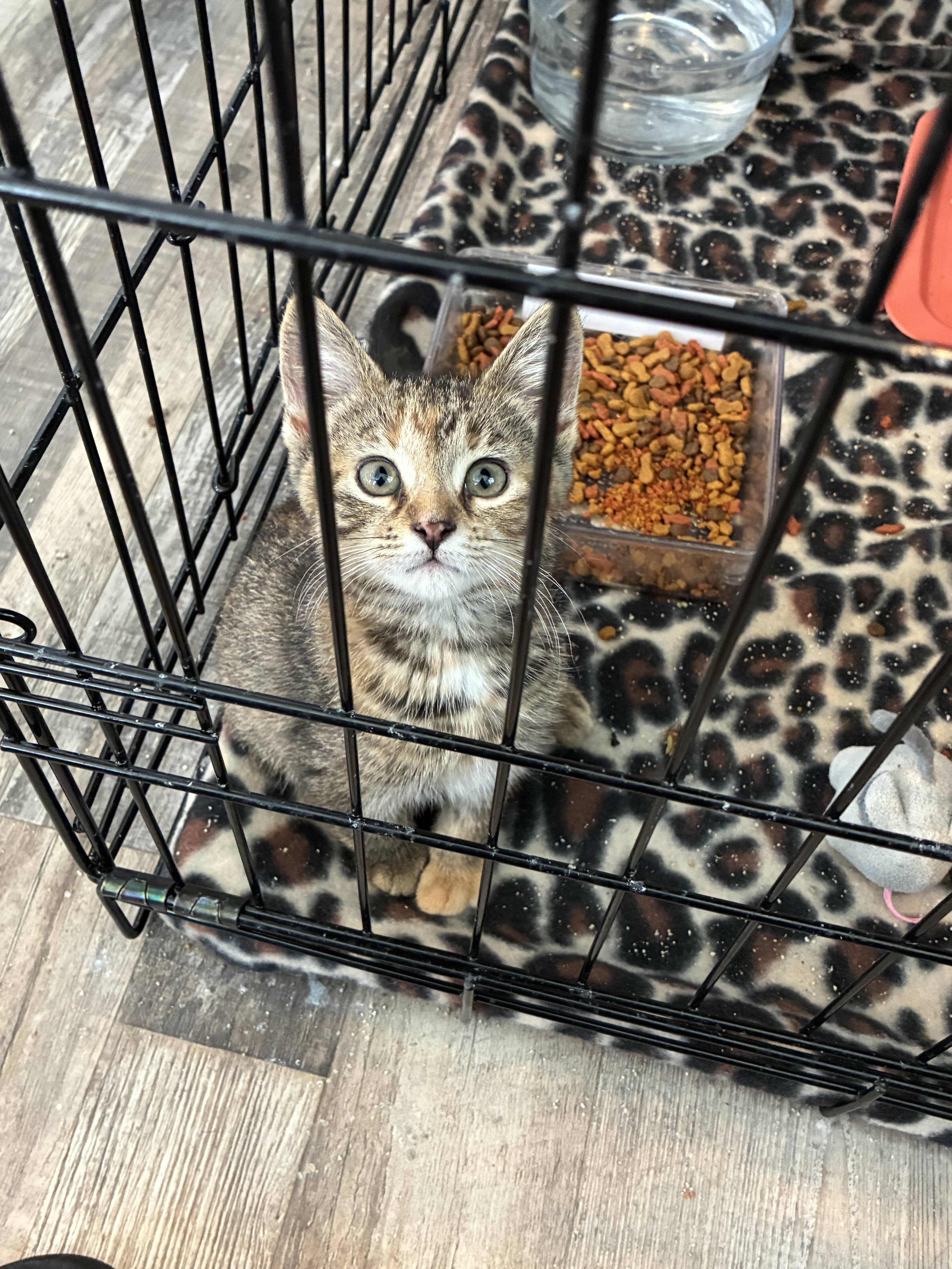 Kittens image 1