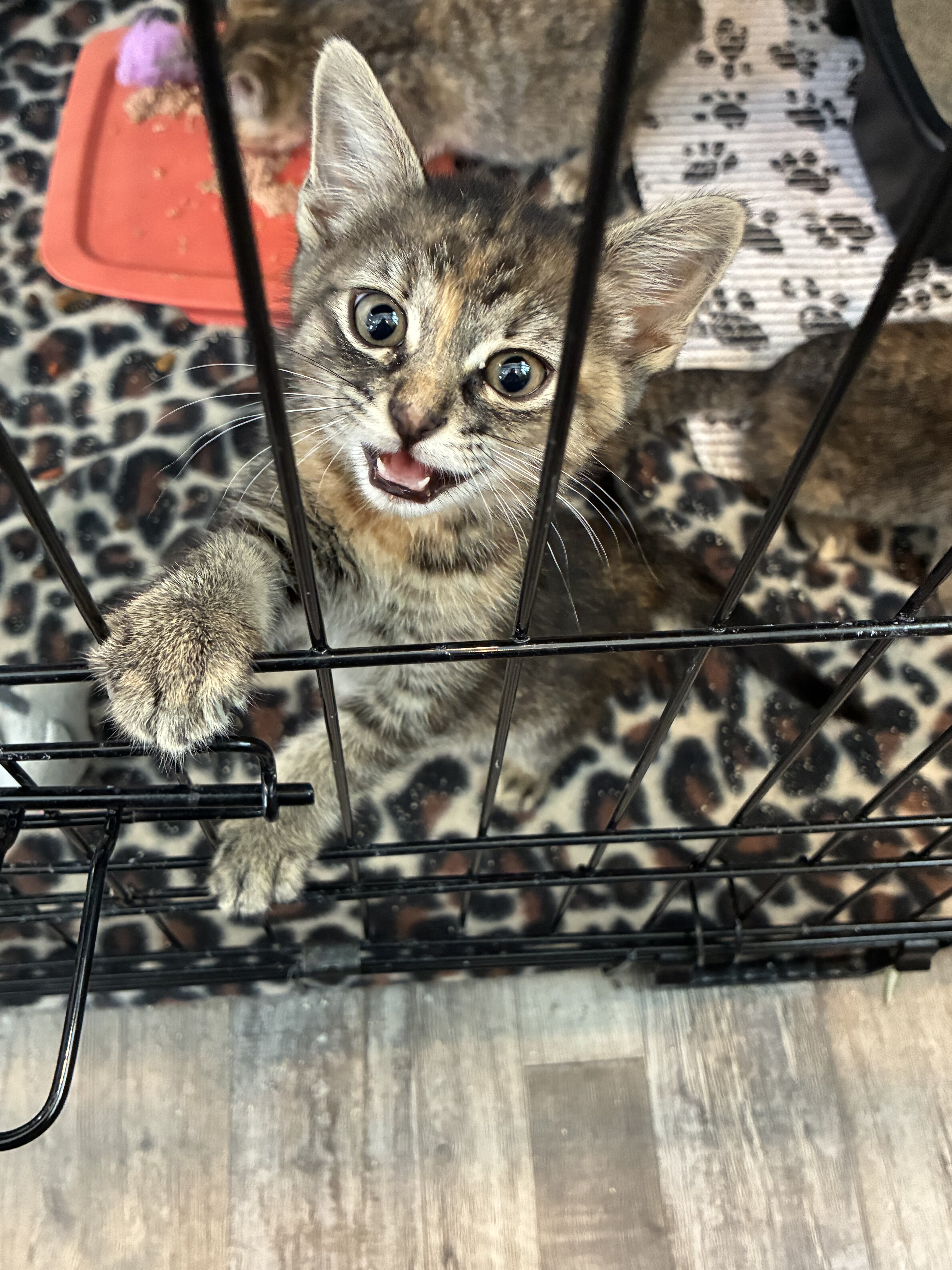Kittens image 3