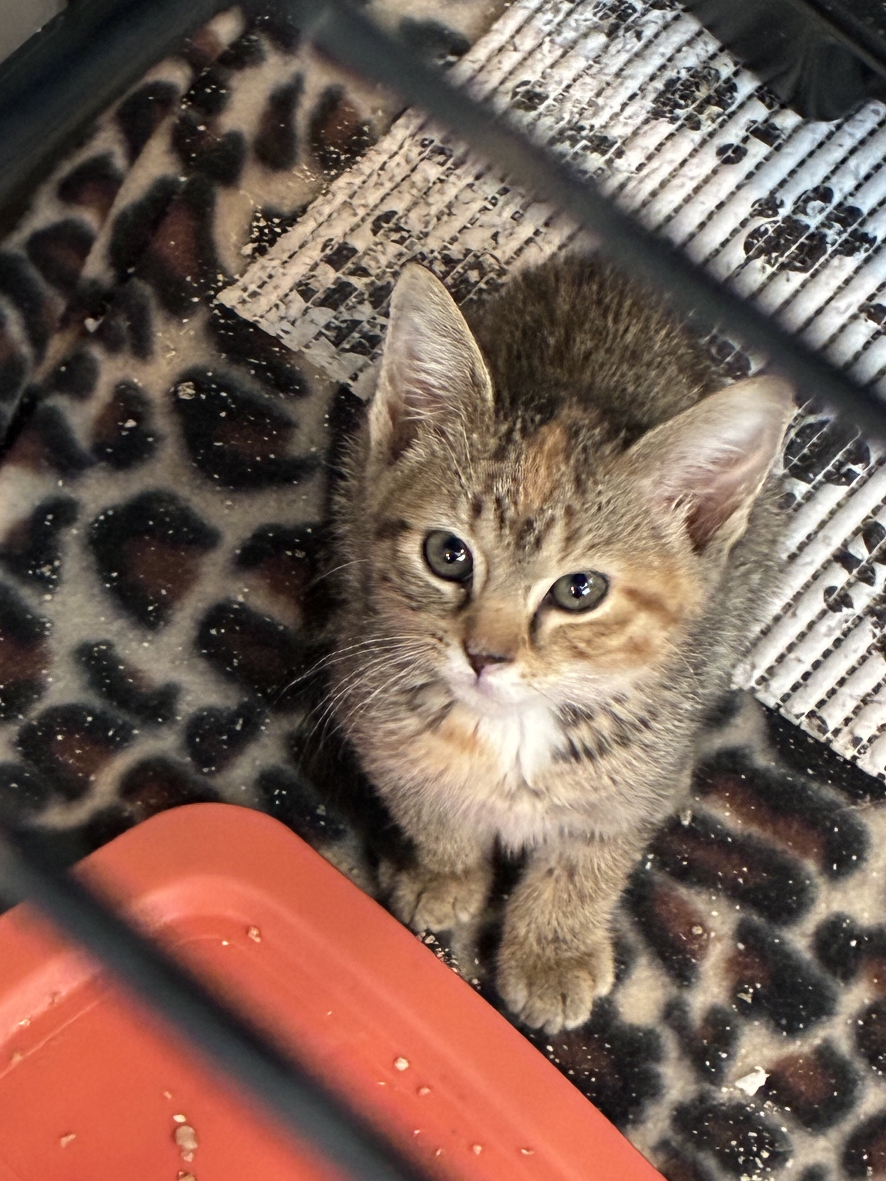 Kittens image 2