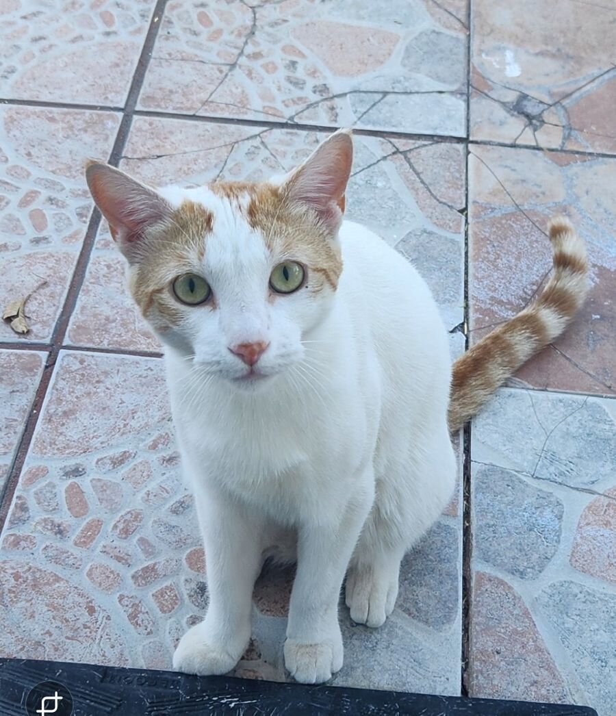 Free male cat Neutered image 1