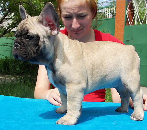 Adorable French Bulldog available image 1