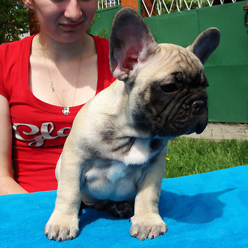 Adorable French Bulldog available image 3