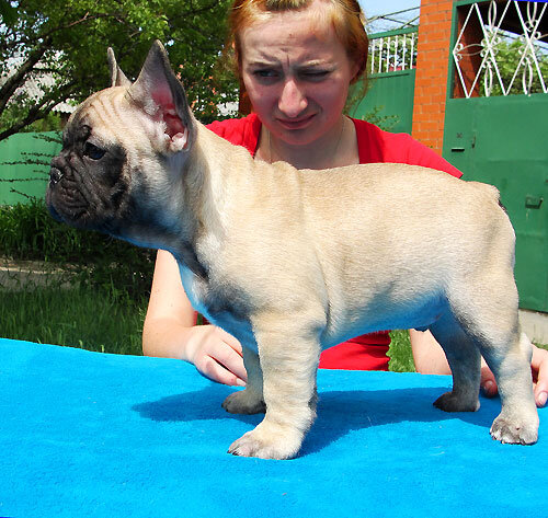 Adorable French Bulldog available image 2