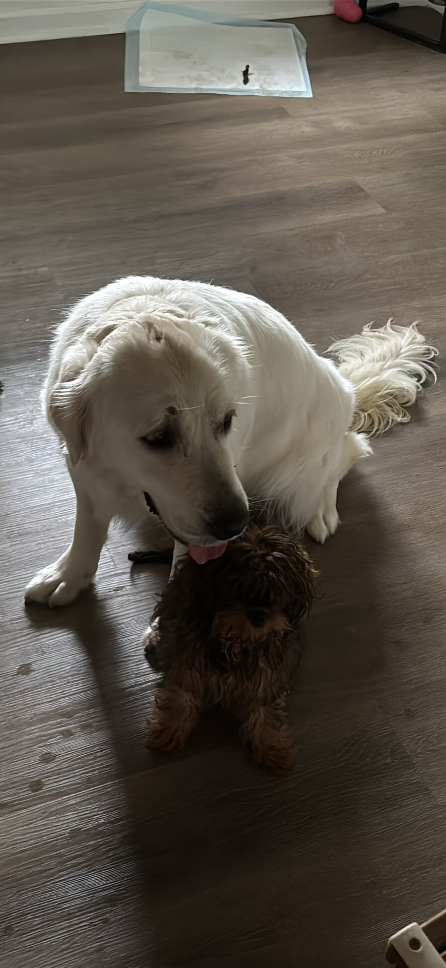 2 dogs there so nice and freindly image 1