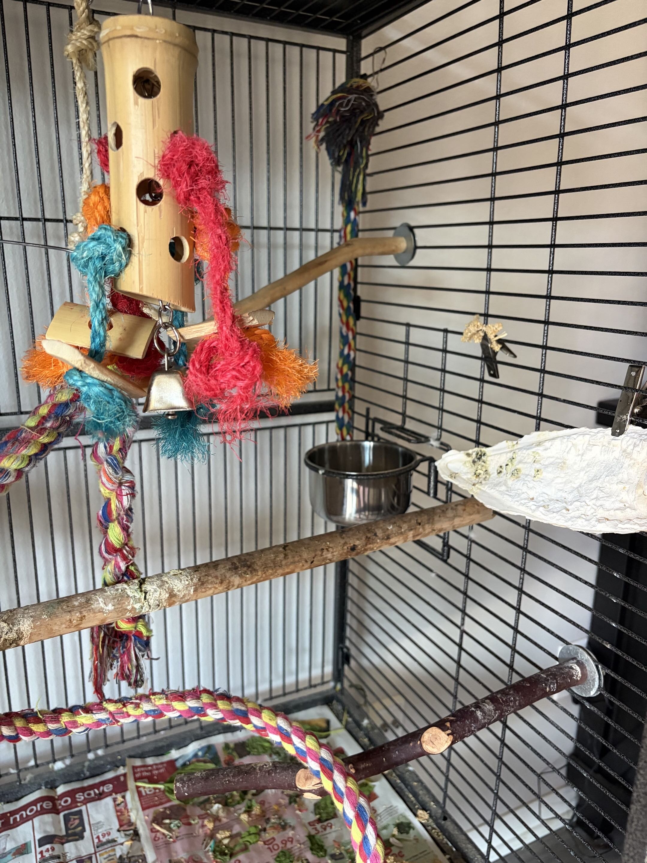 Sun Conure image 6