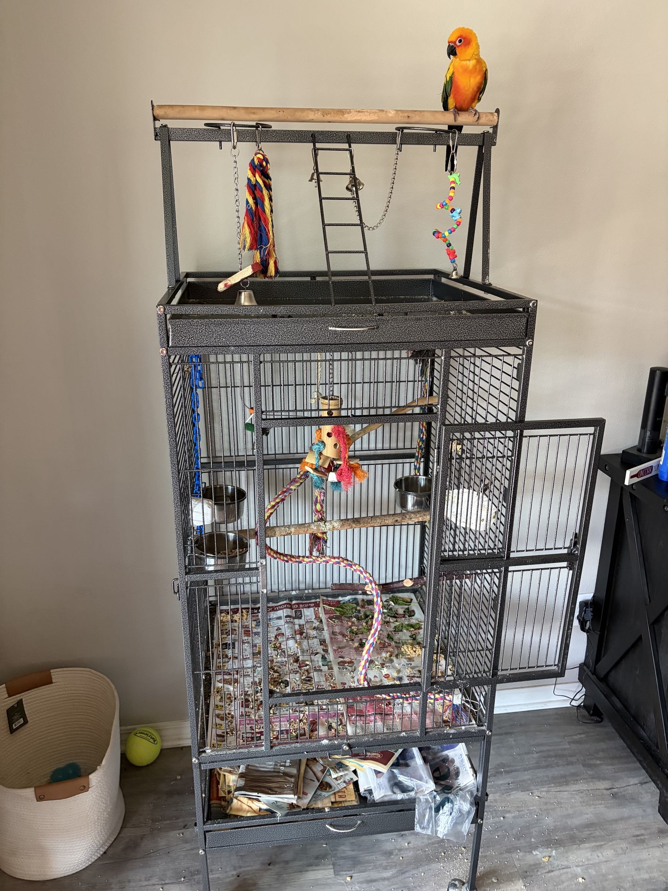 Sun Conure image 8