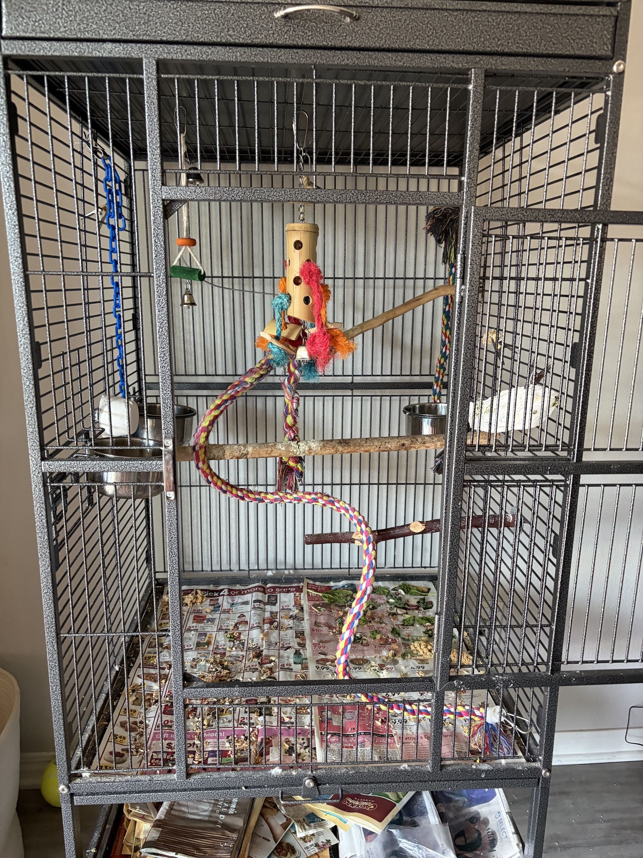 Sun Conure image 7
