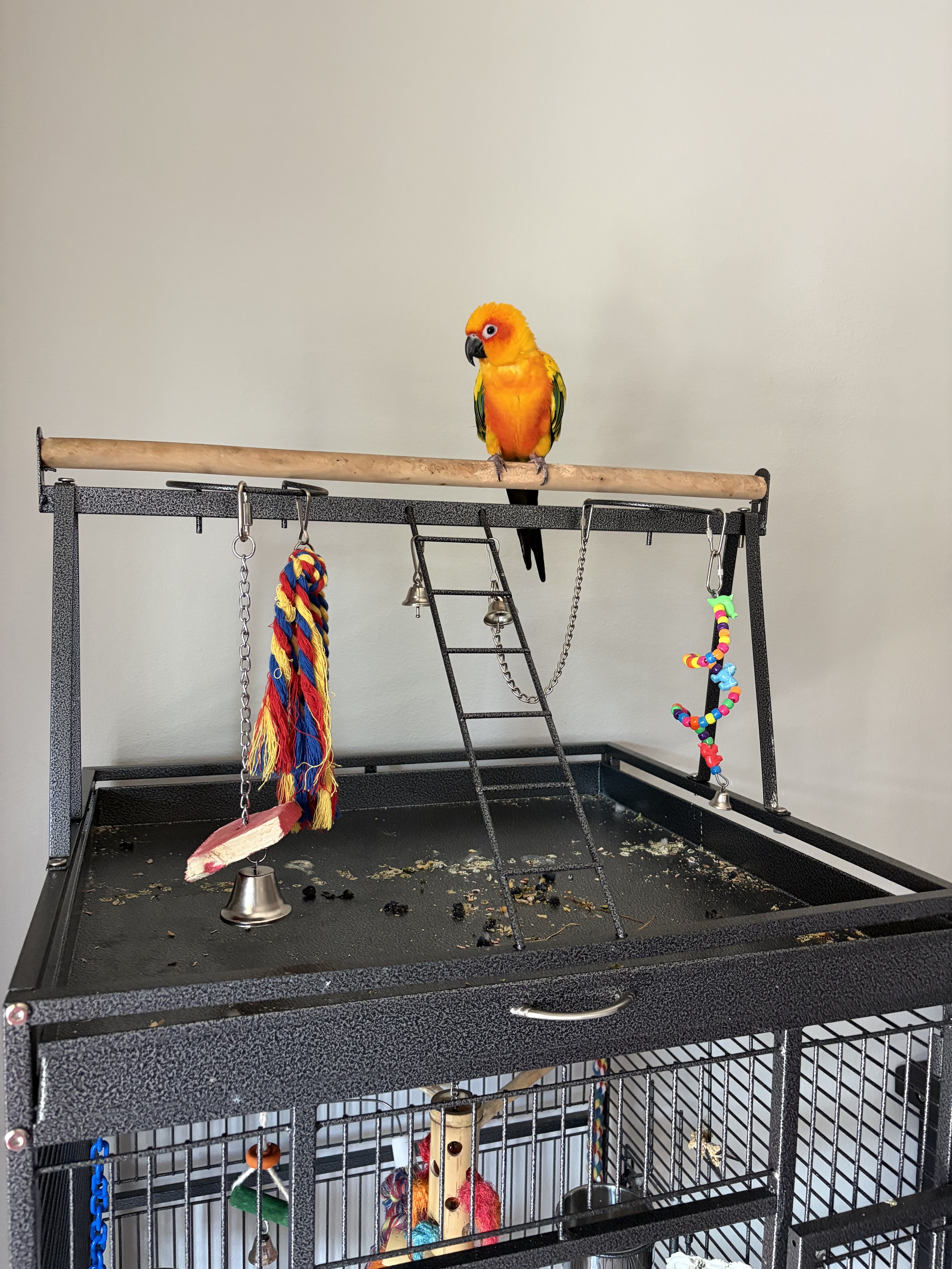 Sun Conure image 4