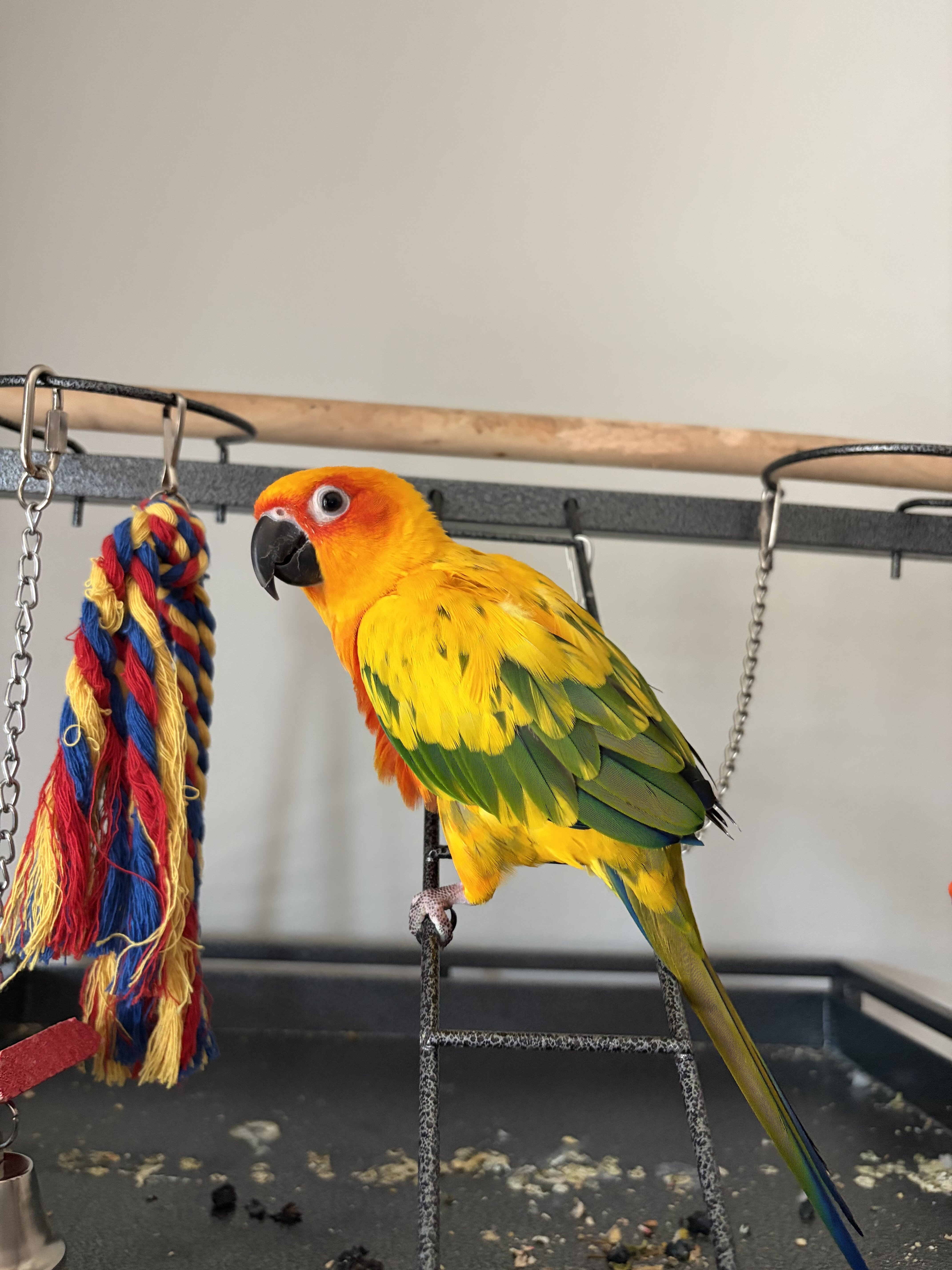 Sun Conure image 3