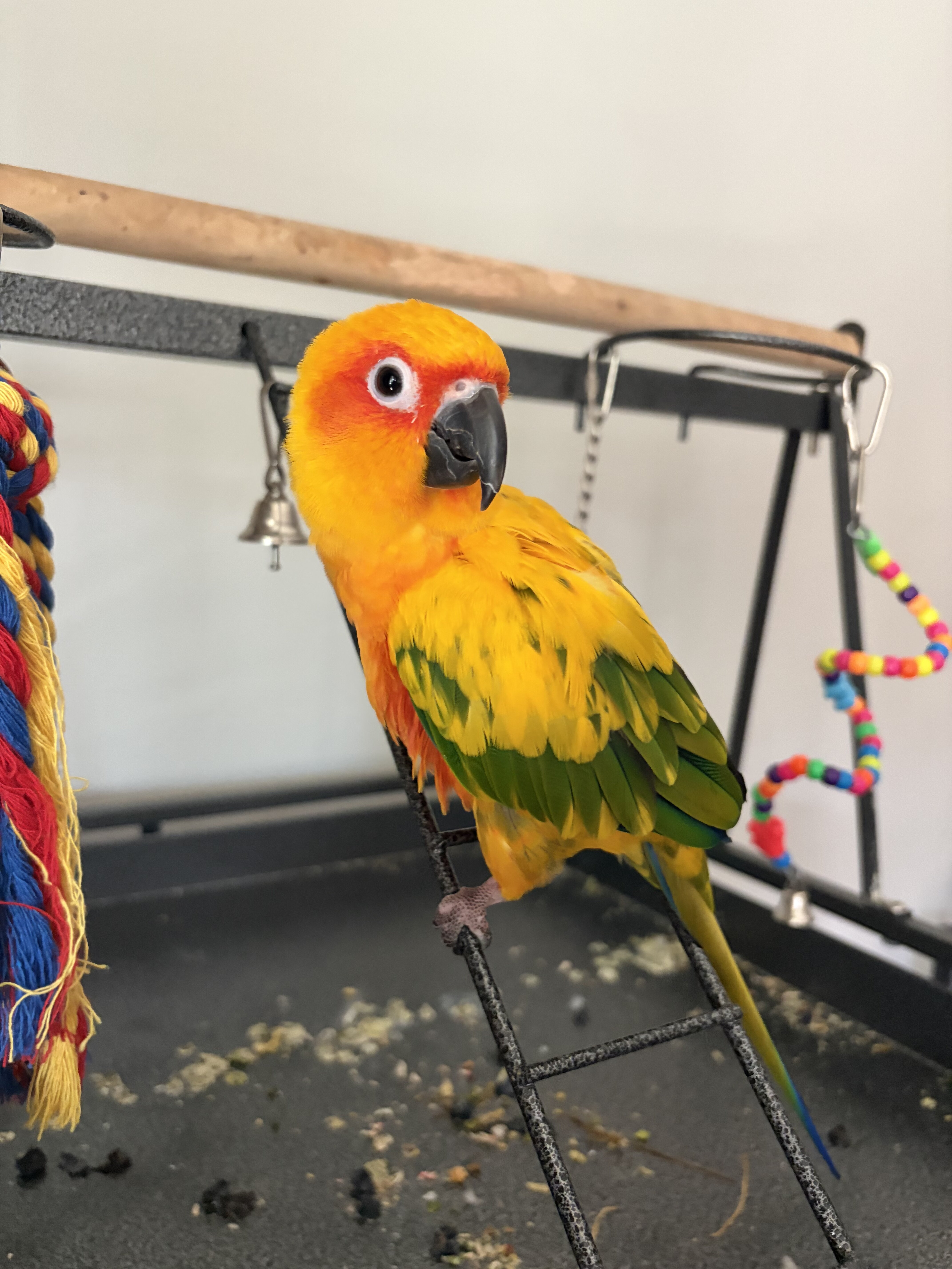 Sun Conure image 1