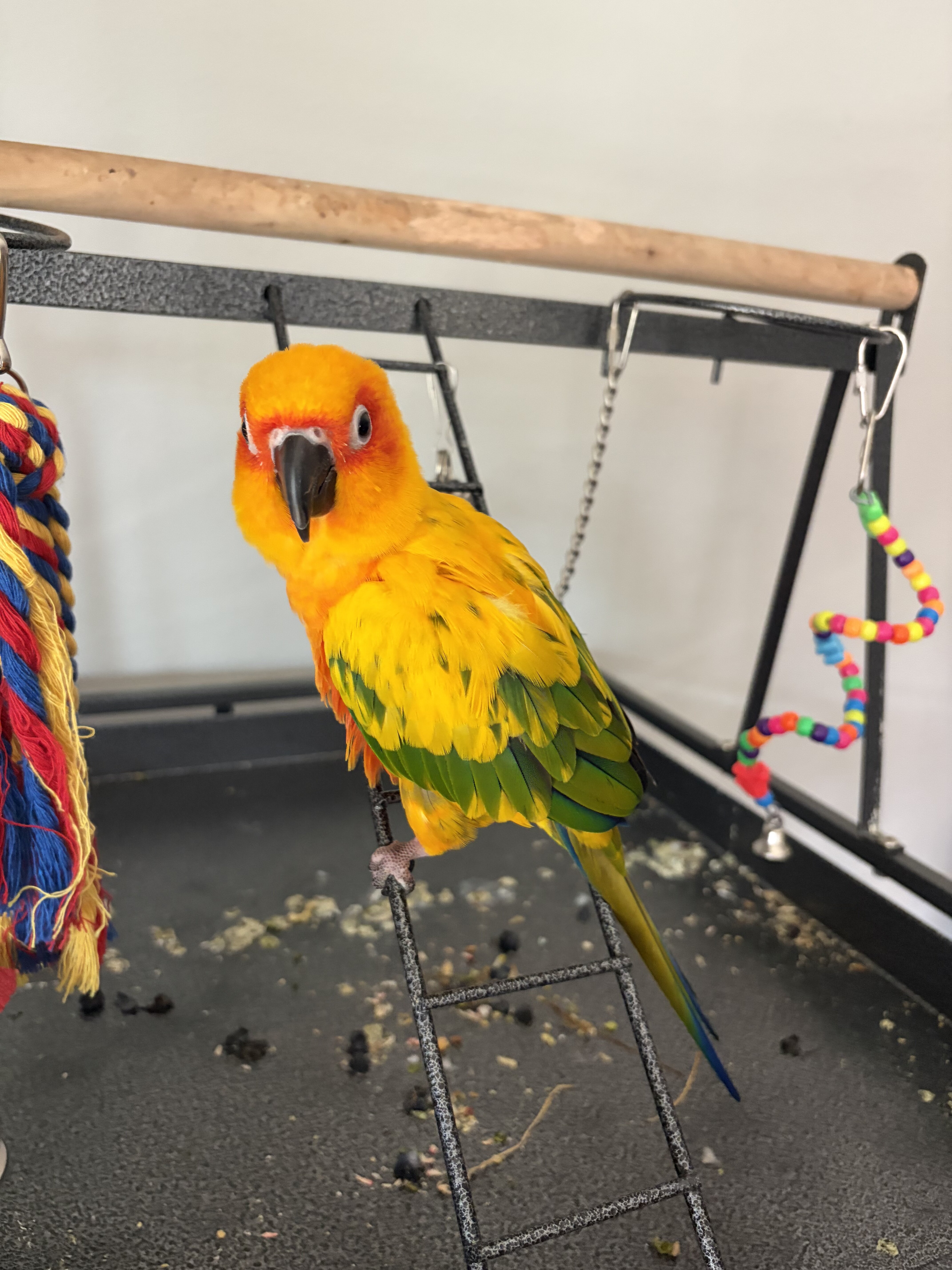 Sun Conure image 2