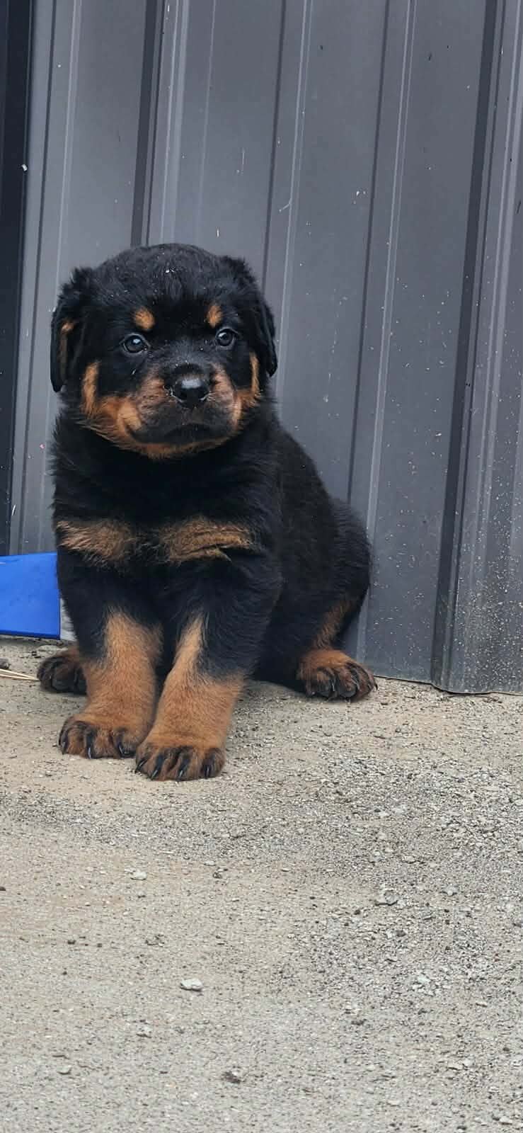 Rottweiler puppies image 1