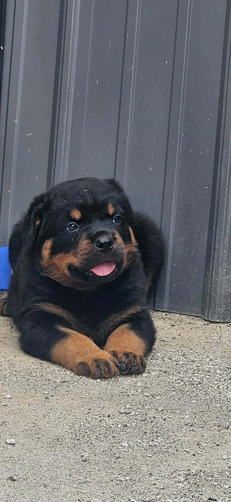Rottweiler puppies image 2