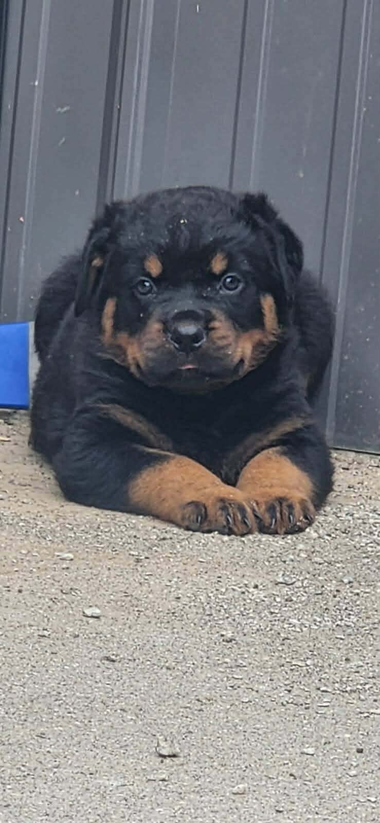Rottweiler puppies image 6
