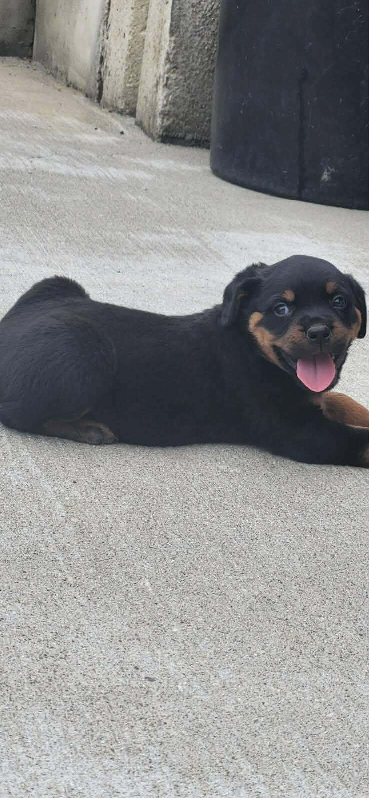Rottweiler puppies image 5