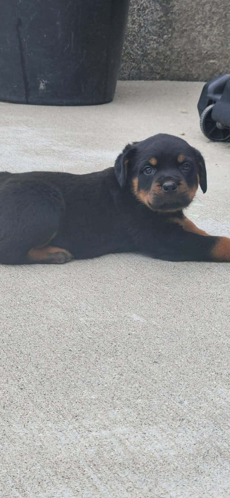 Rottweiler puppies image 4