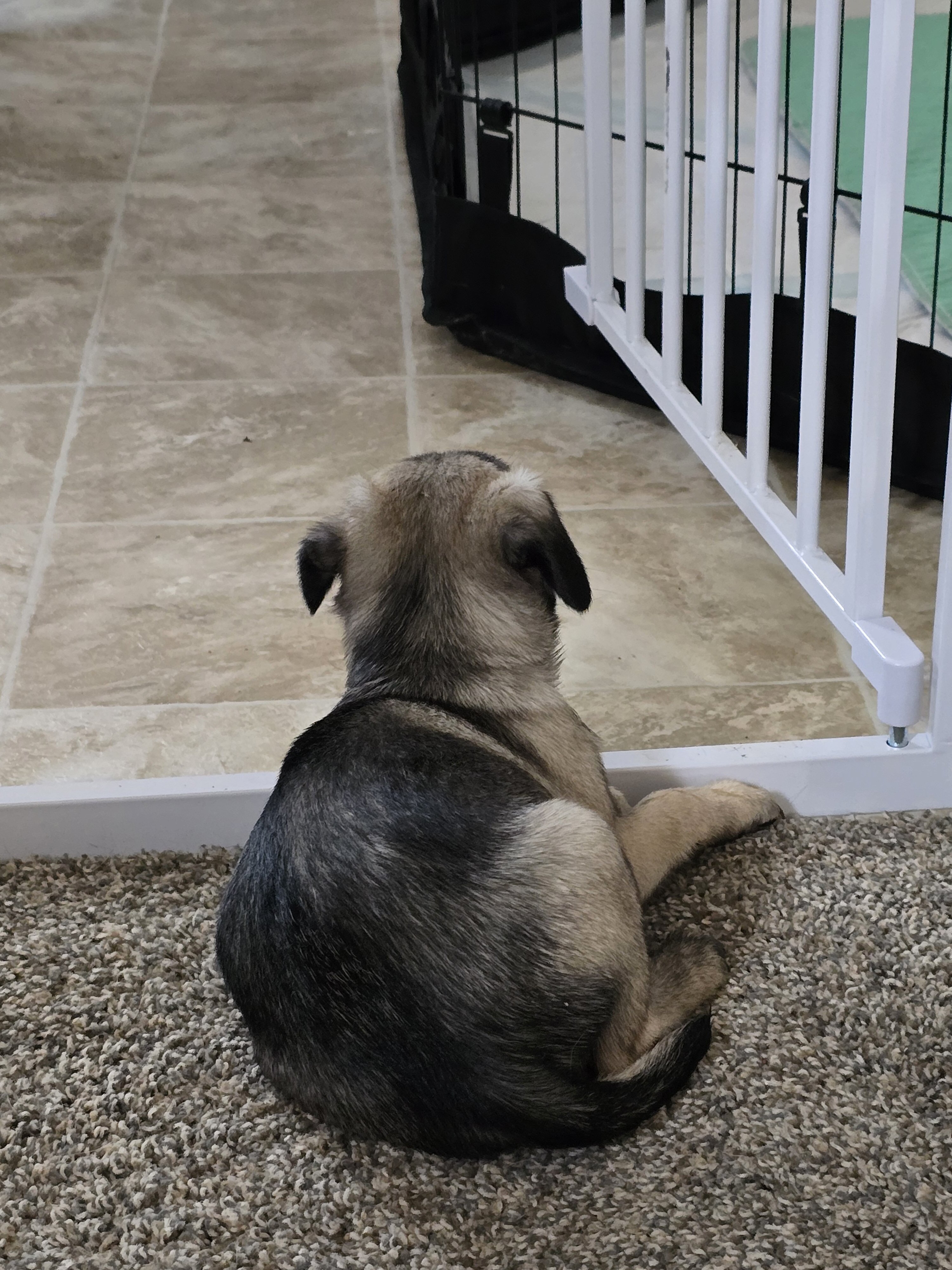 Pure bred female pug puppy image 2