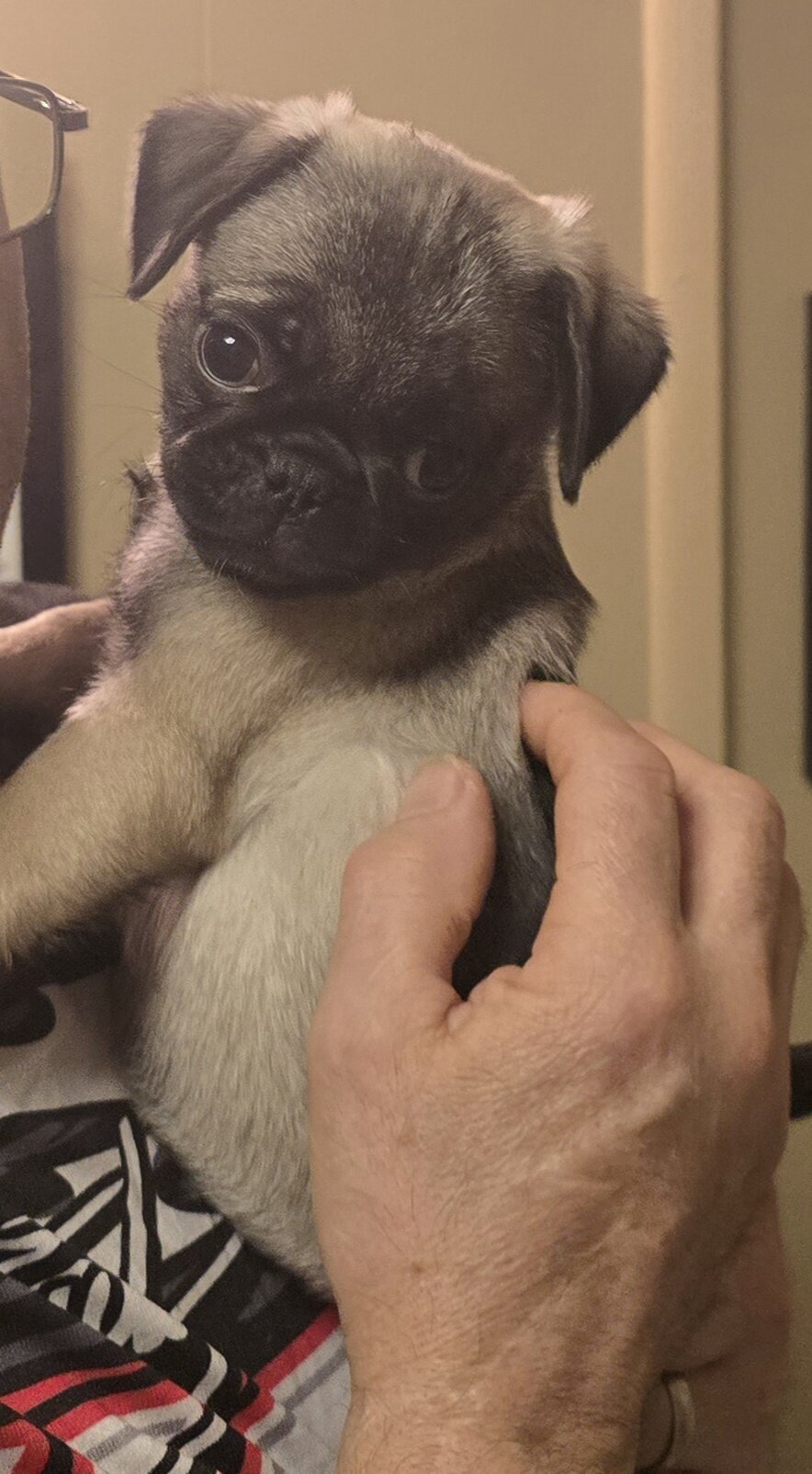Pure bred female pug puppy image 1