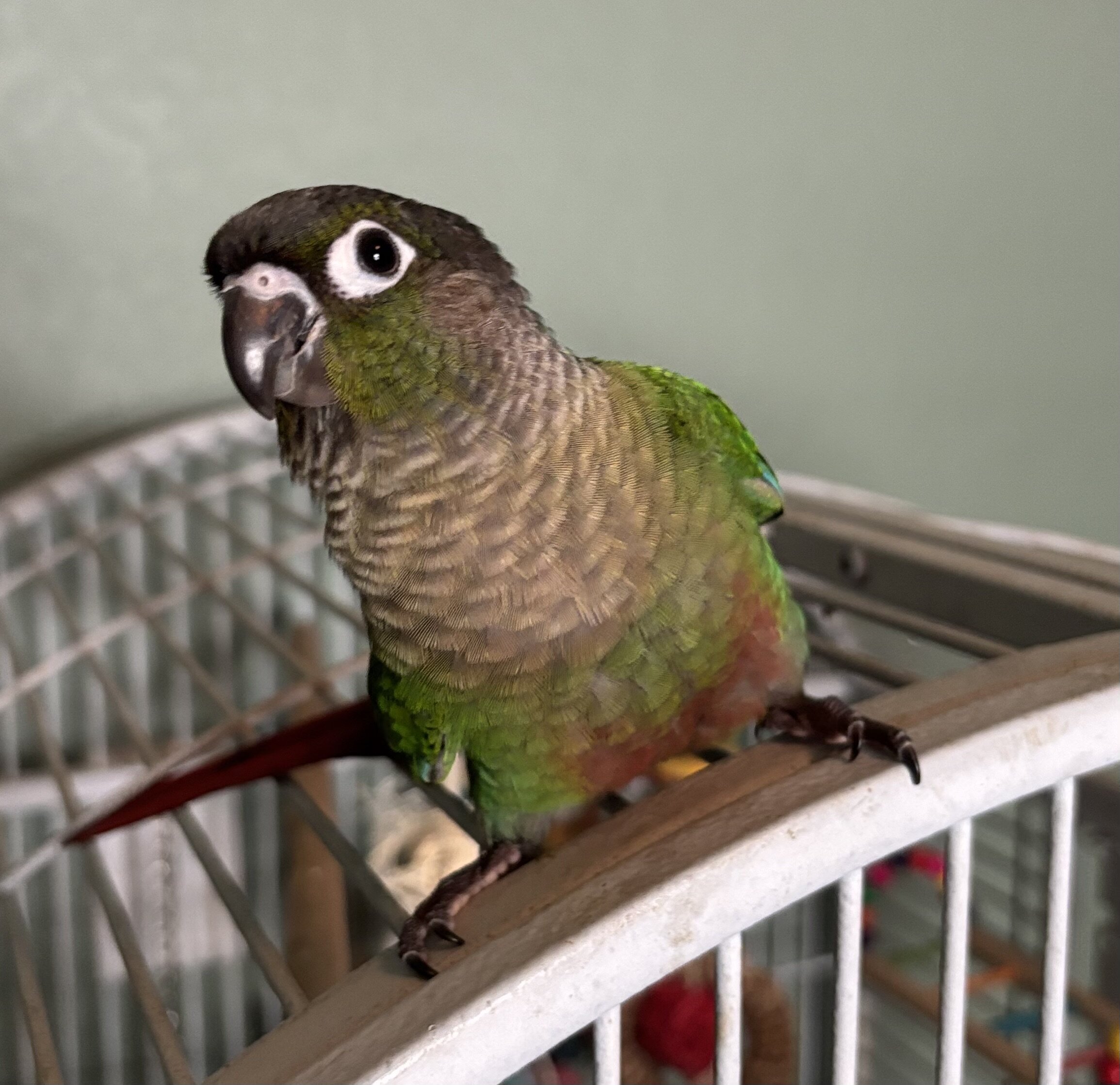 Handfed baby Greencheek Conures image 4