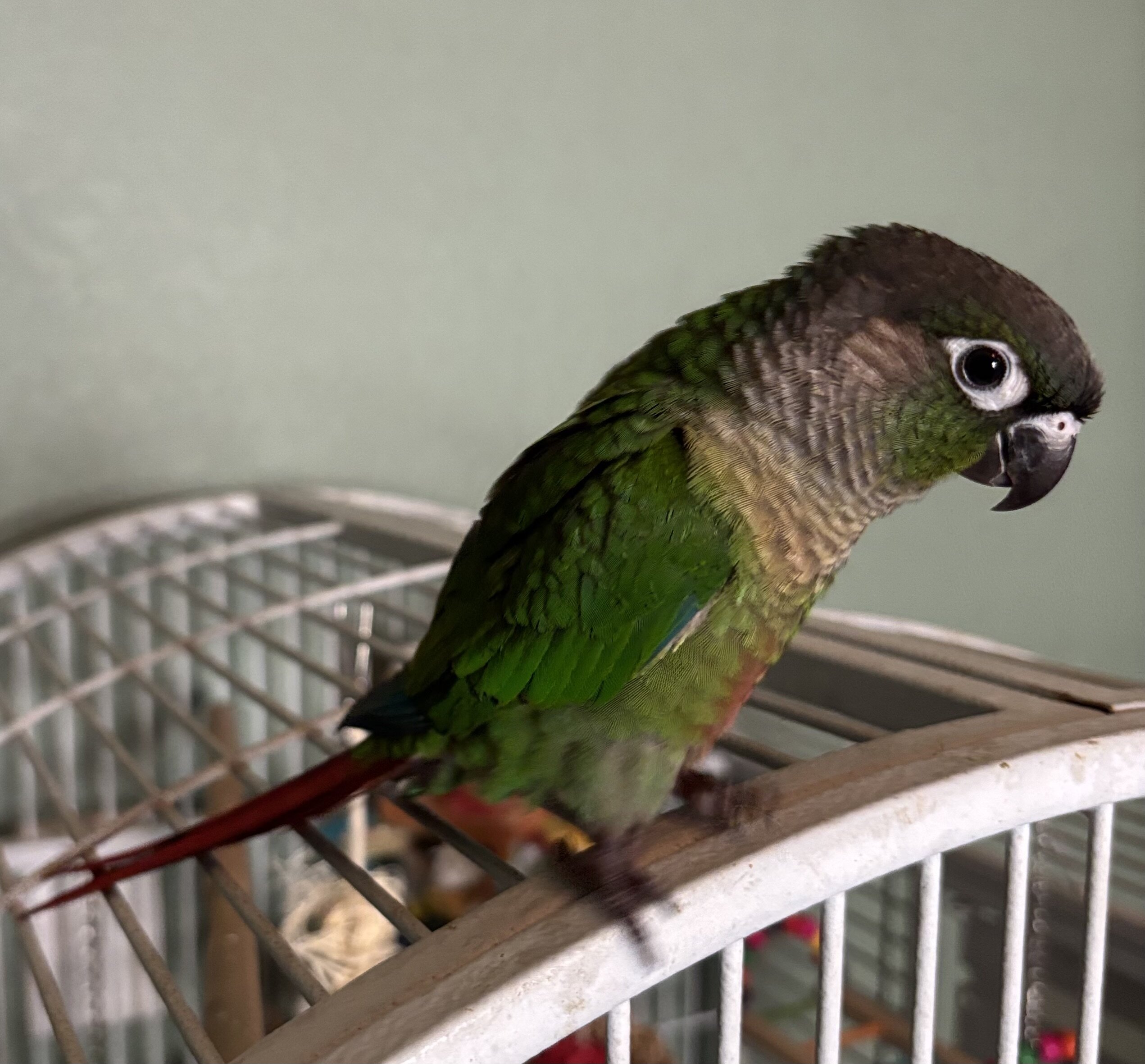 Handfed baby Greencheek Conures image 2