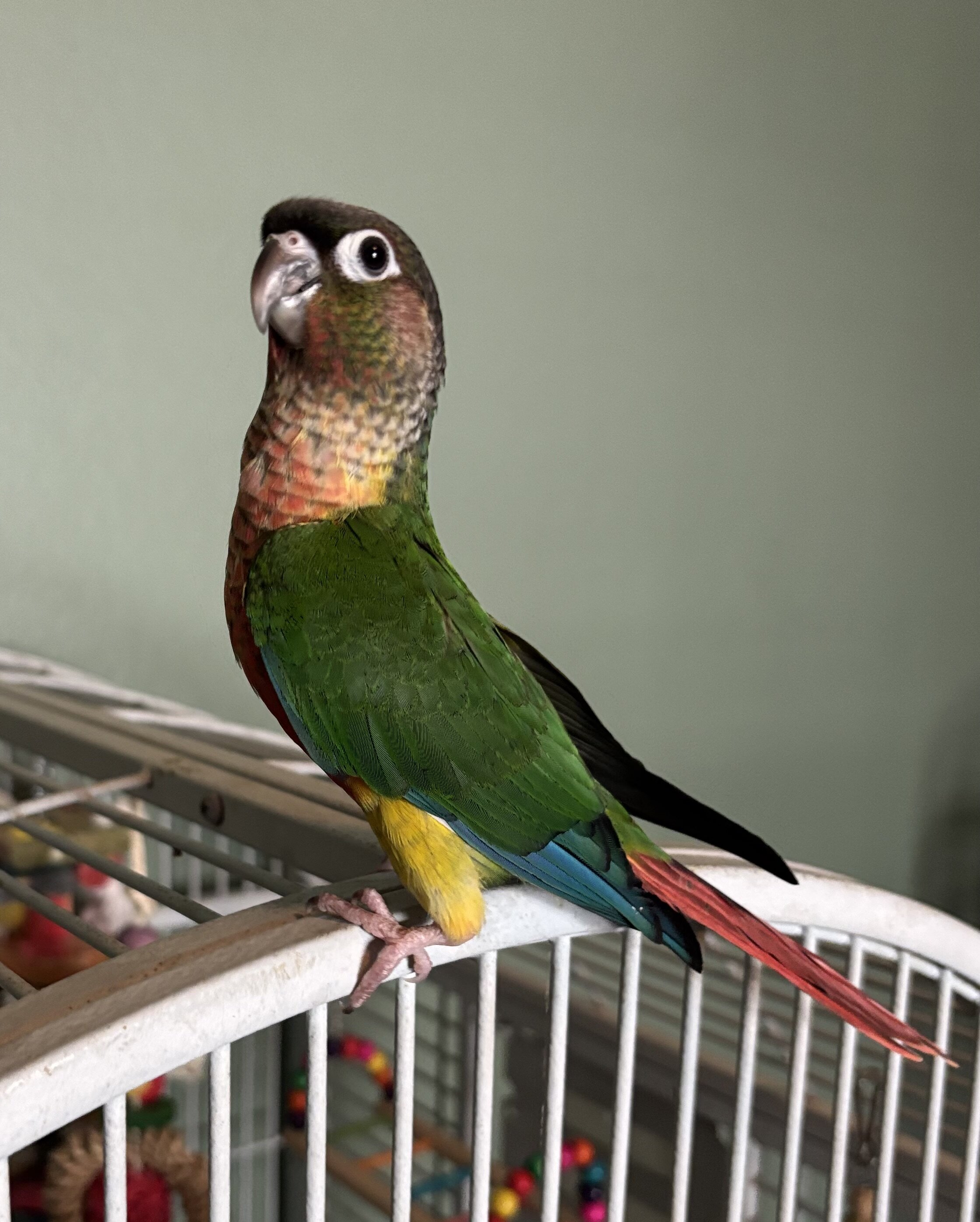 Handfed baby Greencheek Conures image 1
