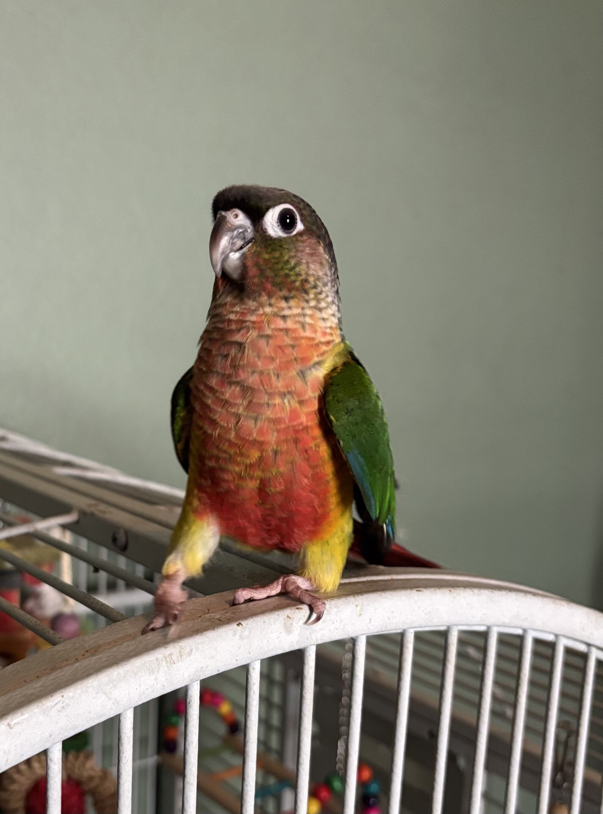 Handfed baby Greencheek Conures image 3
