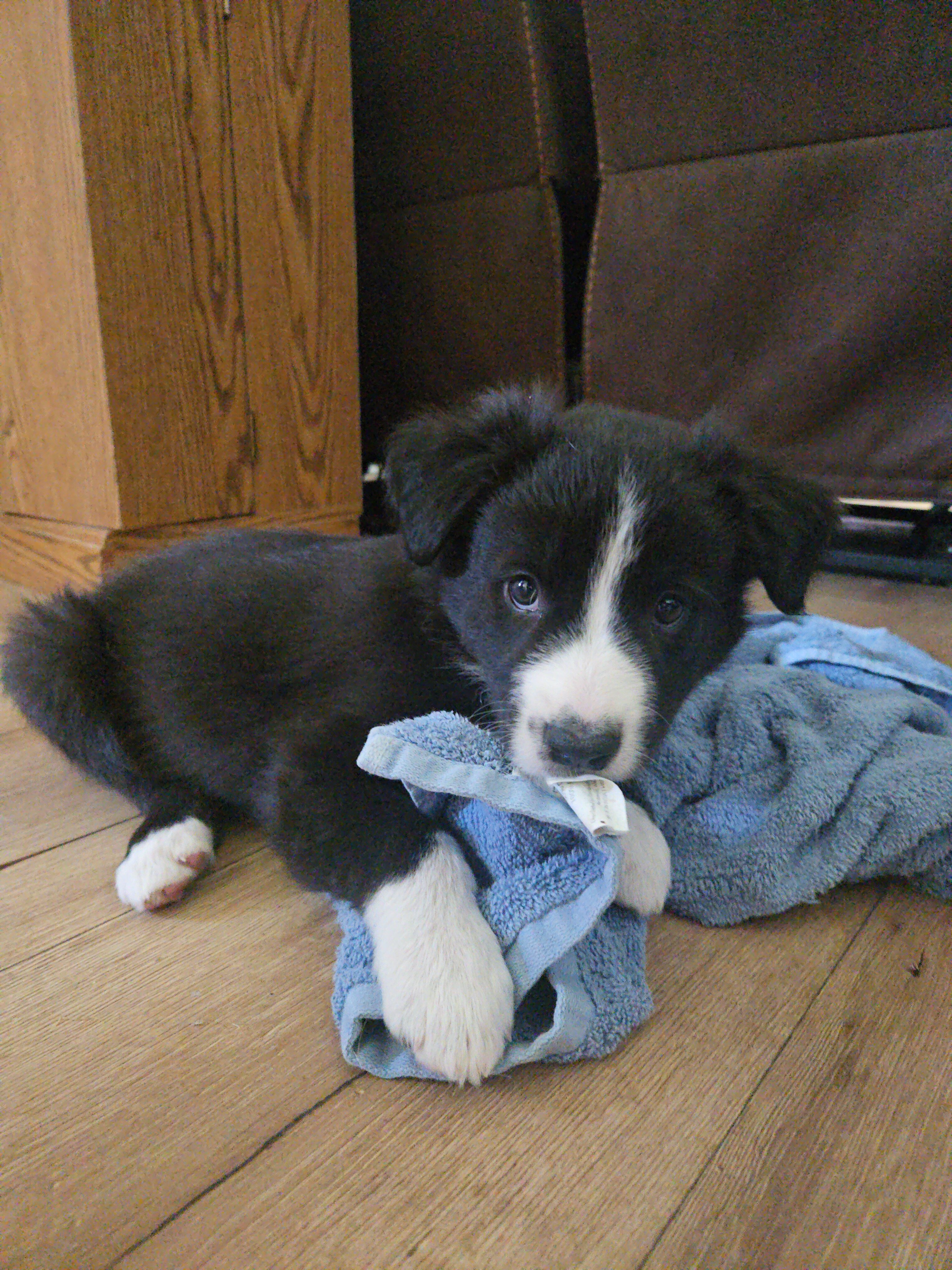 Border Collie Puppies image 1