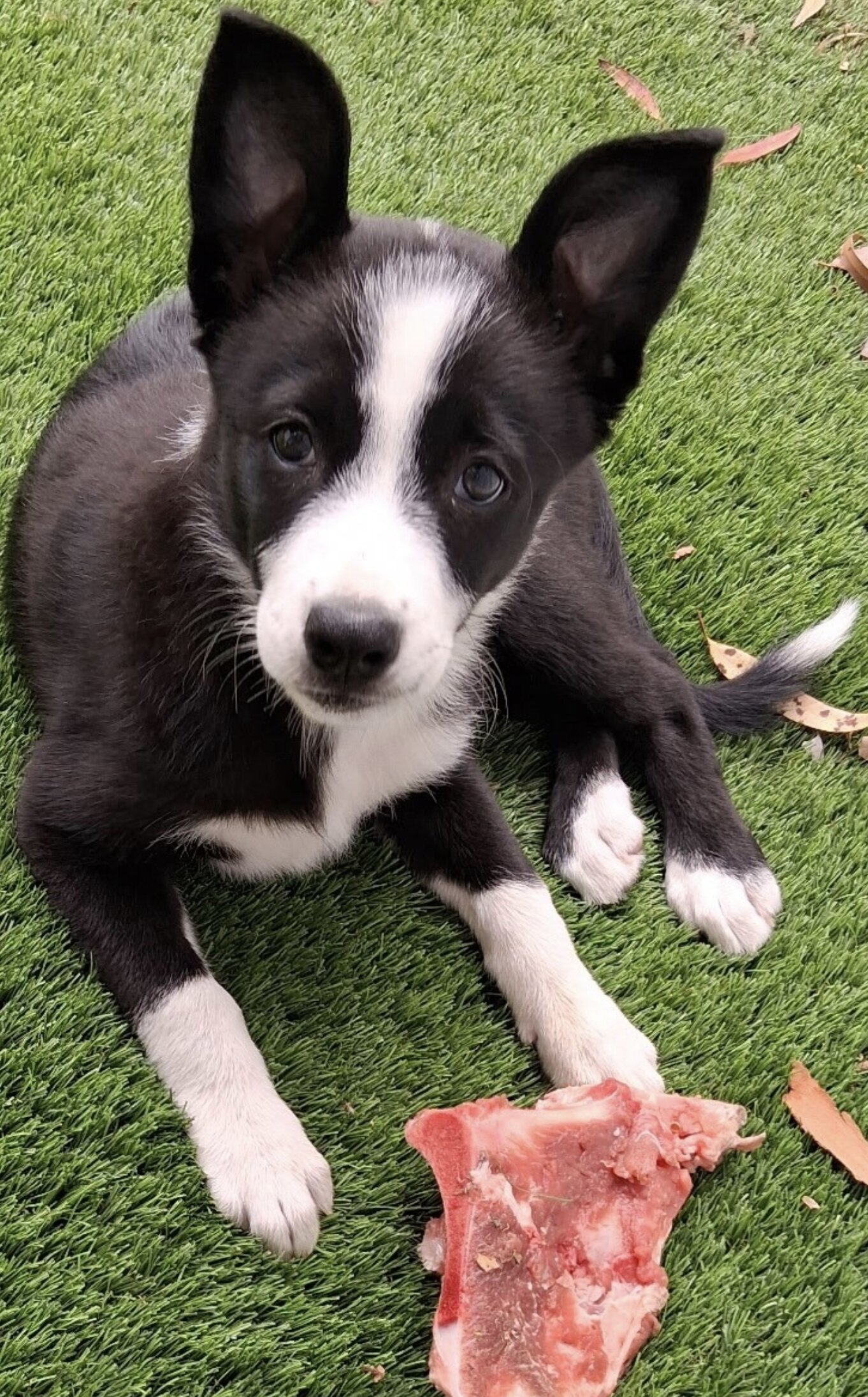 Border Collie Puppies image 2