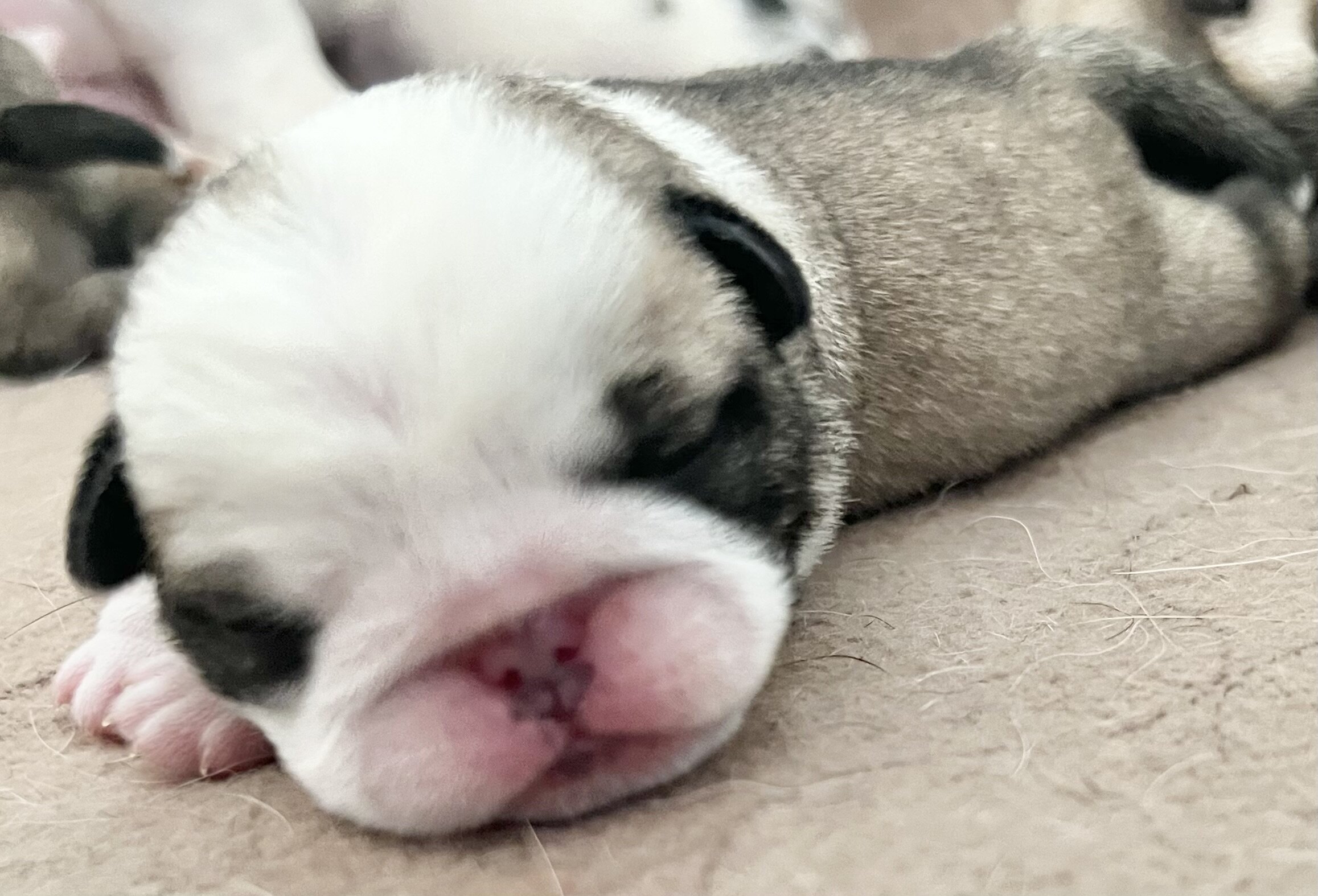 Pug puppies image 1