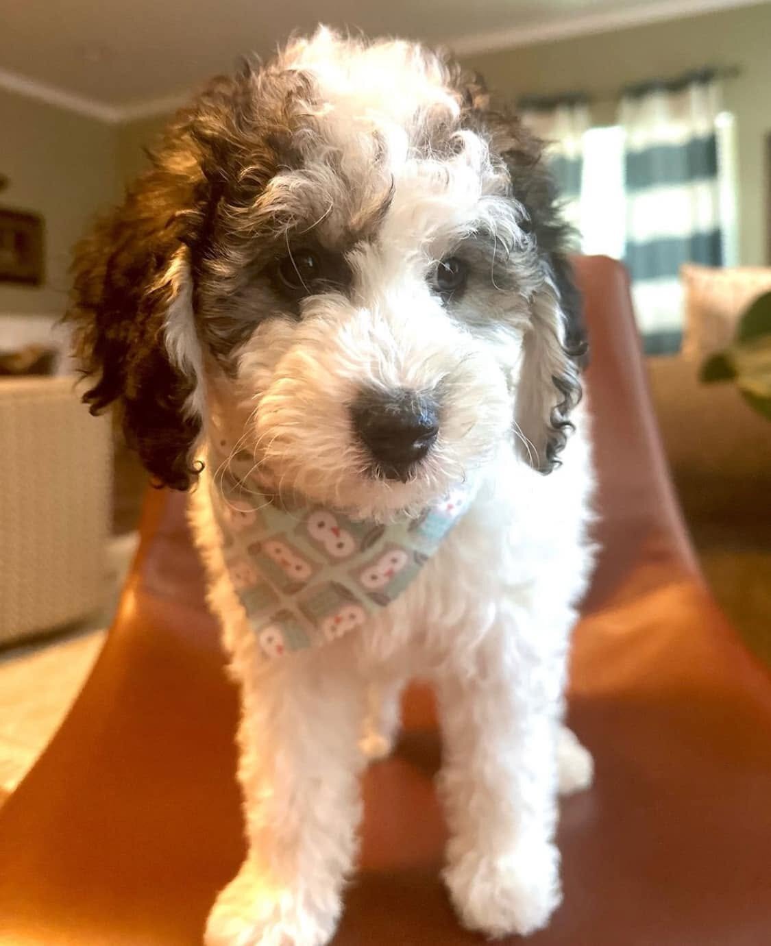 Healthy  Sheepadoodles and Berndoodles Available image 6