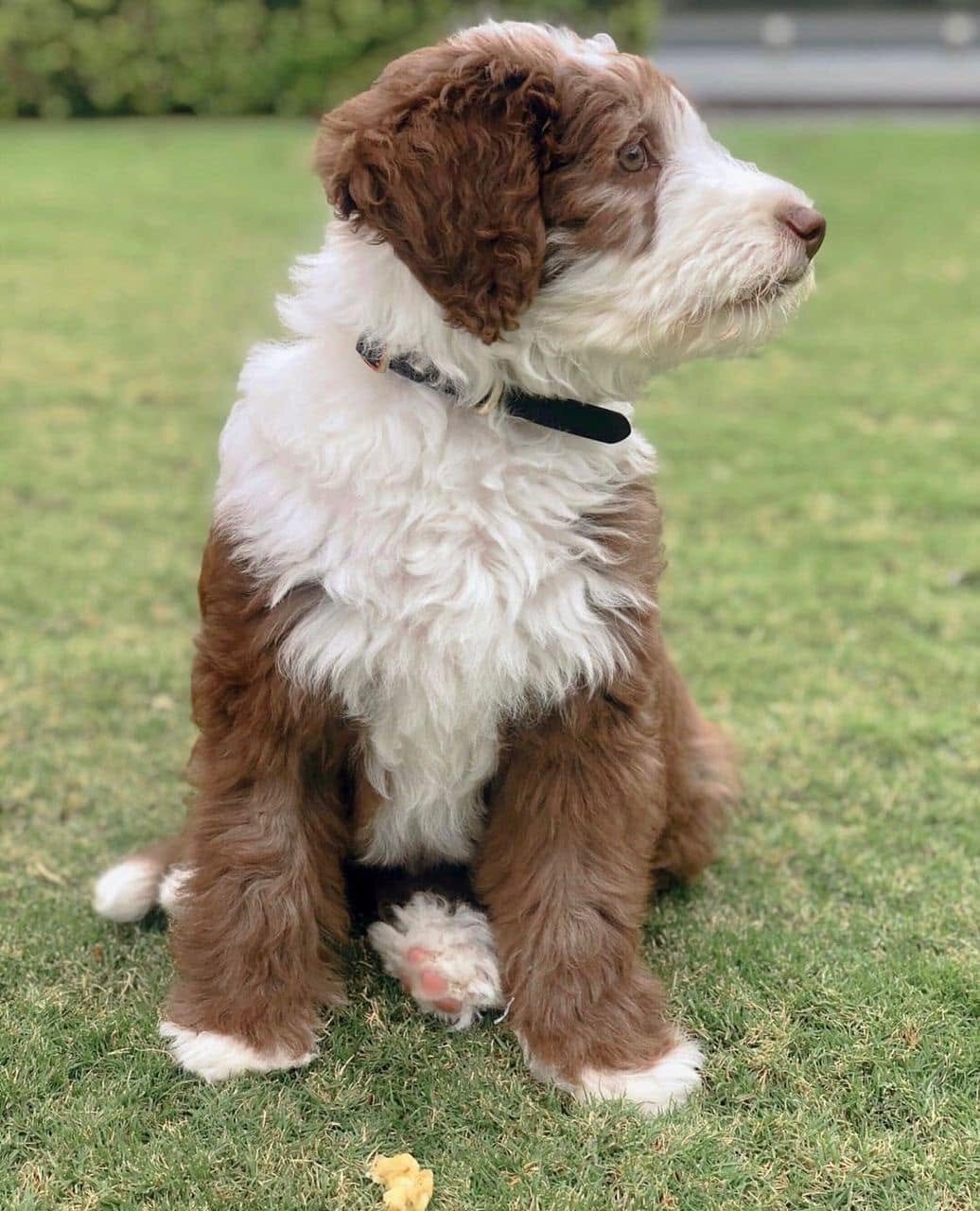 Healthy  Sheepadoodles and Berndoodles Available image 1