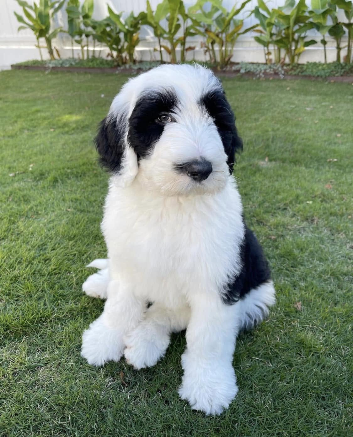 Healthy  Sheepadoodles and Berndoodles Available image 3