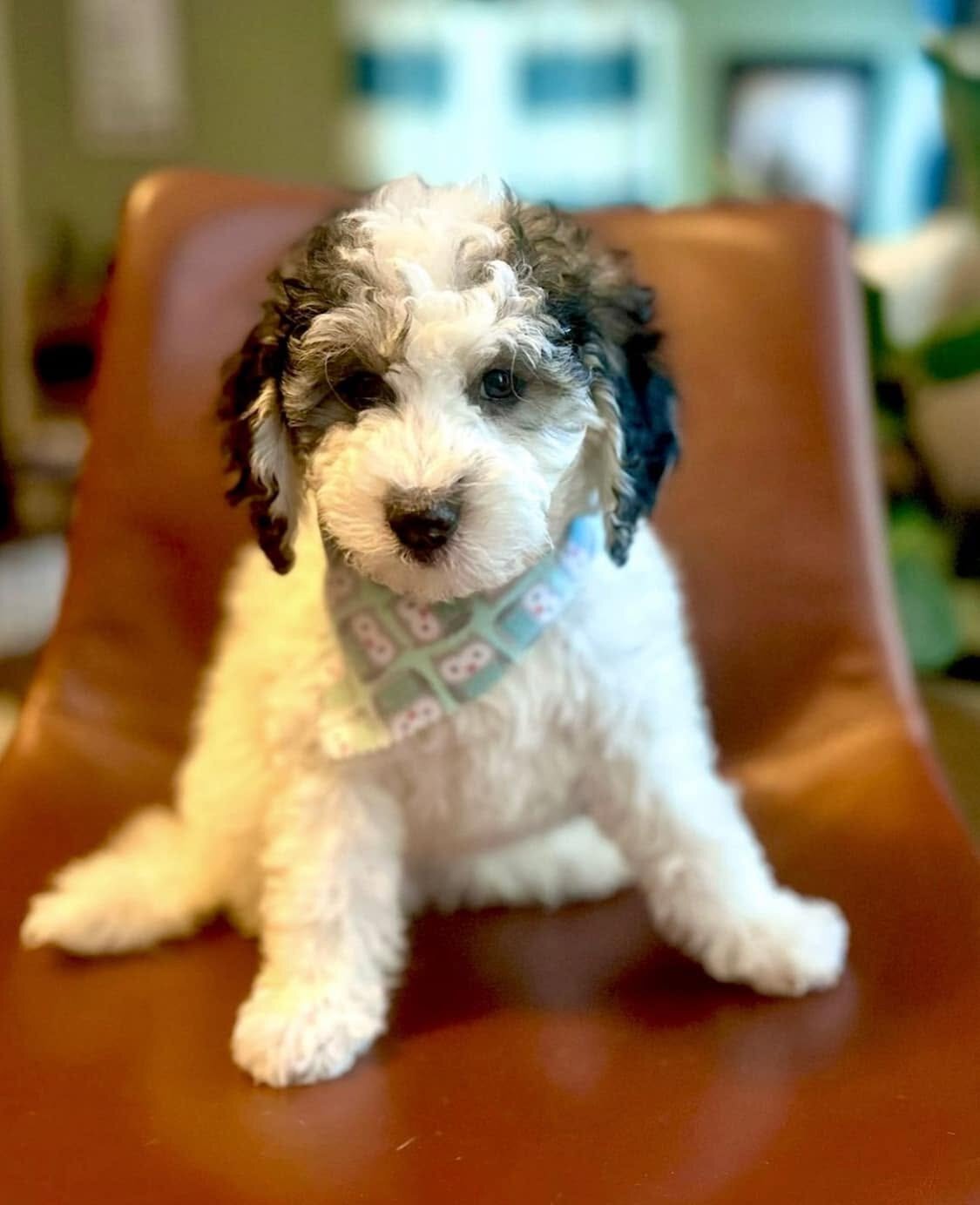 Sheepadoodle puppies for sale image 3