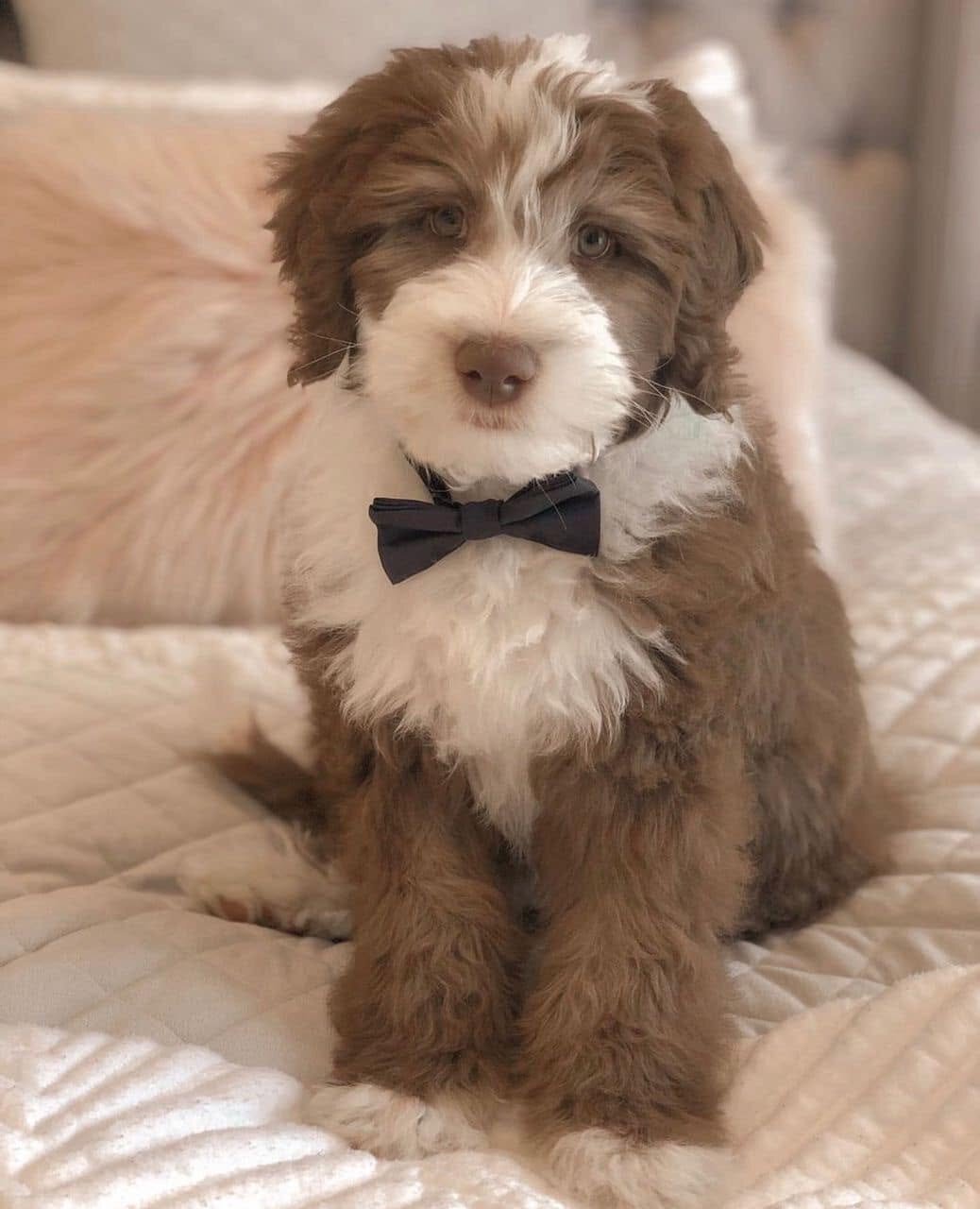 Sheepadoodle puppies for sale image 1
