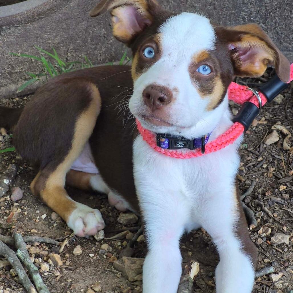 Cute Australian Shephered image 3