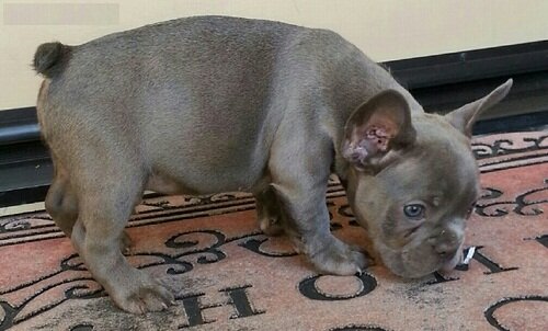 Adorable French Bulldog Puppies image 1