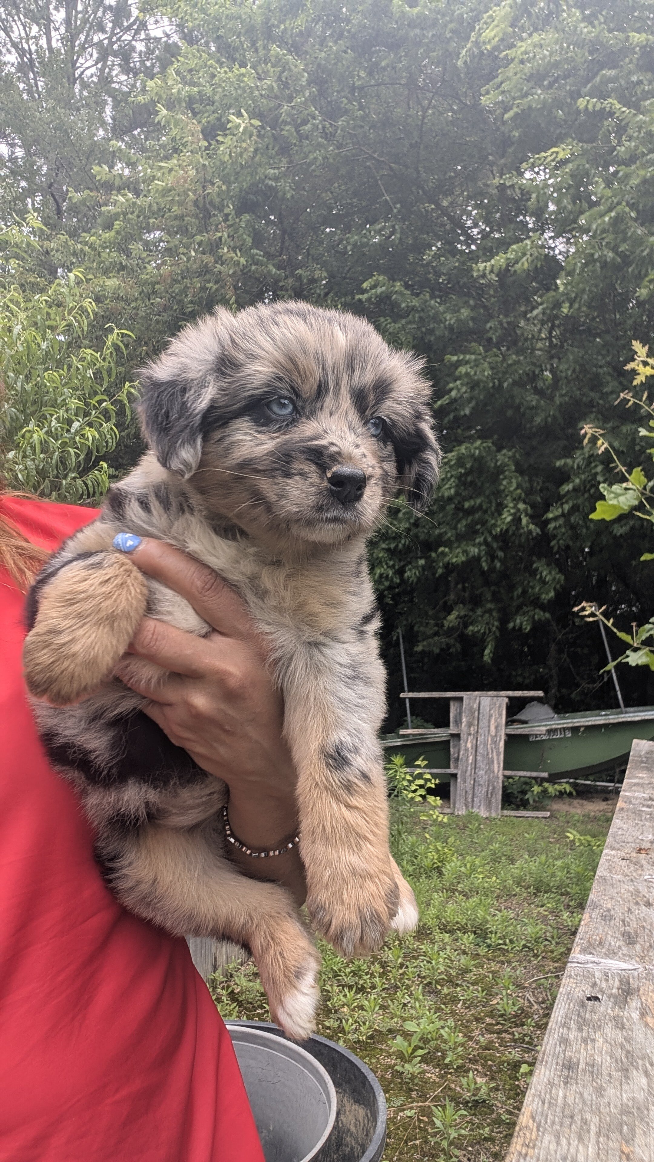 Stunning Australian Shepherd puppies image 8
