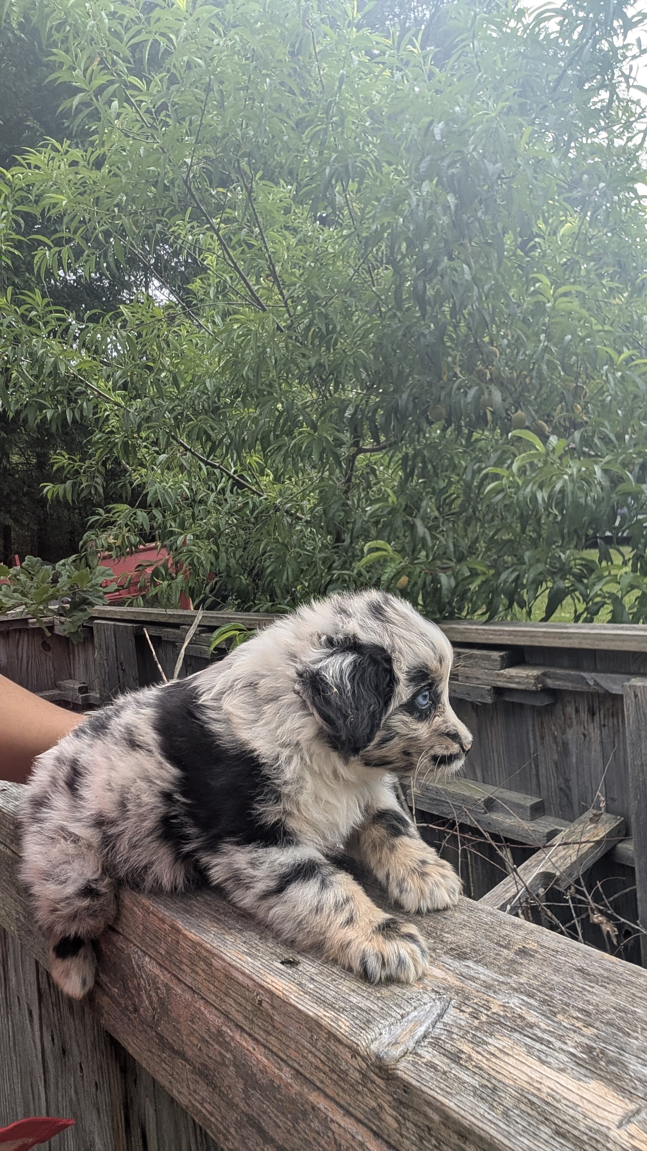 Stunning Australian Shepherd puppies image 5