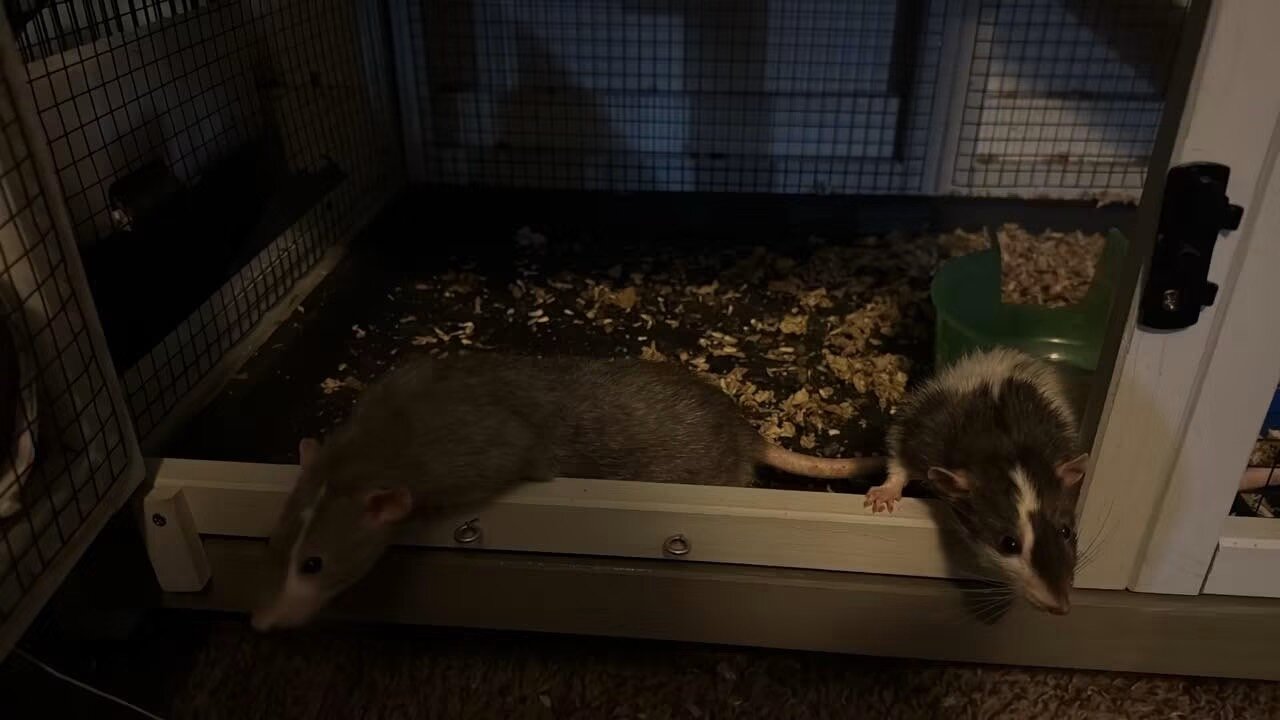 Male rats (not feeders image 6