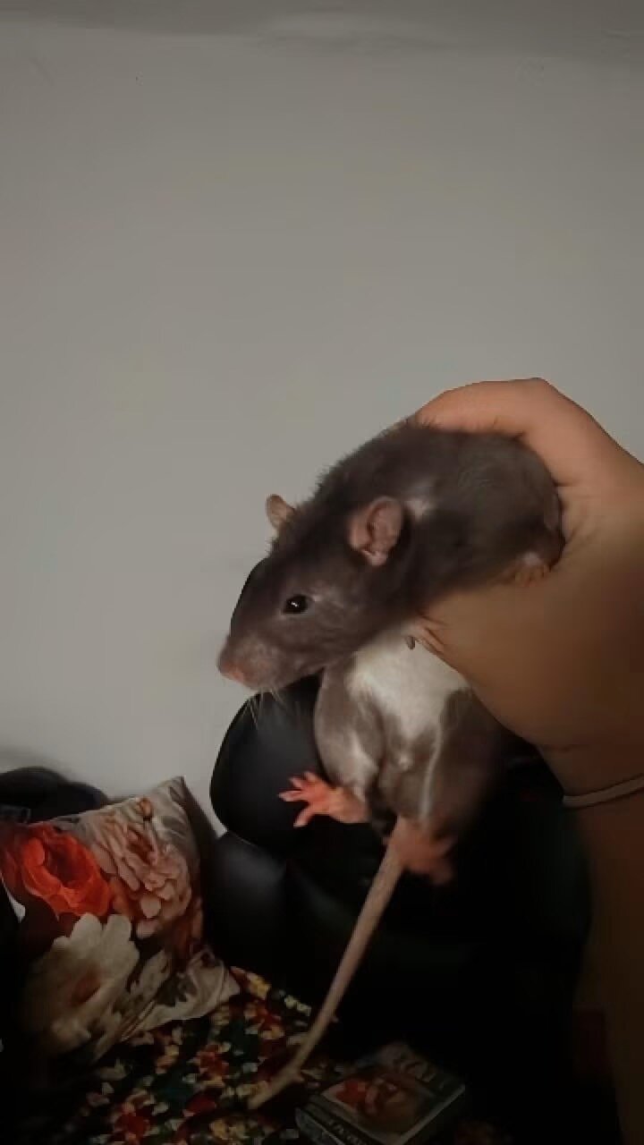 Male rats (not feeders image 2