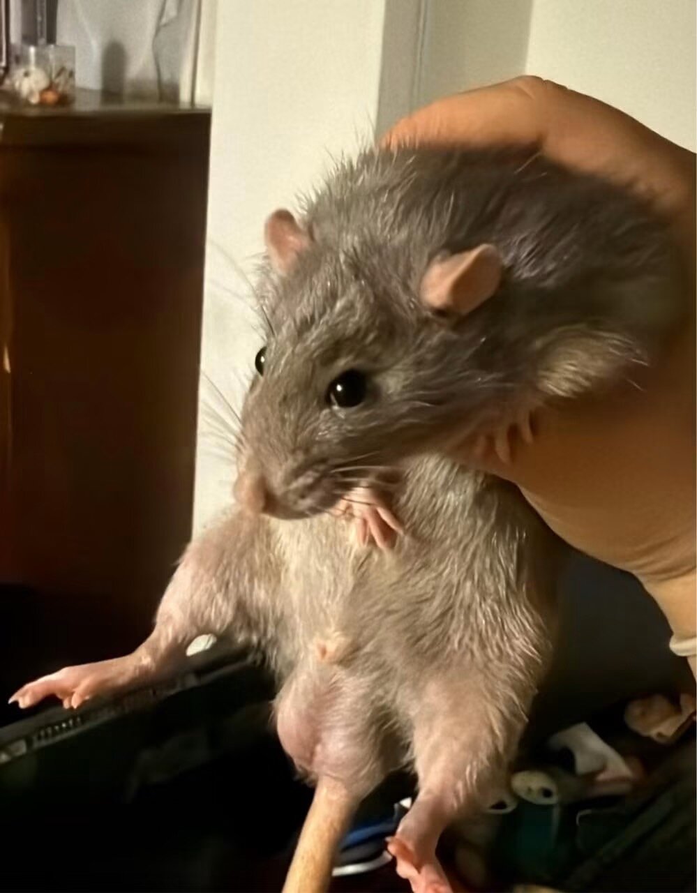 Male rats (not feeders image 1