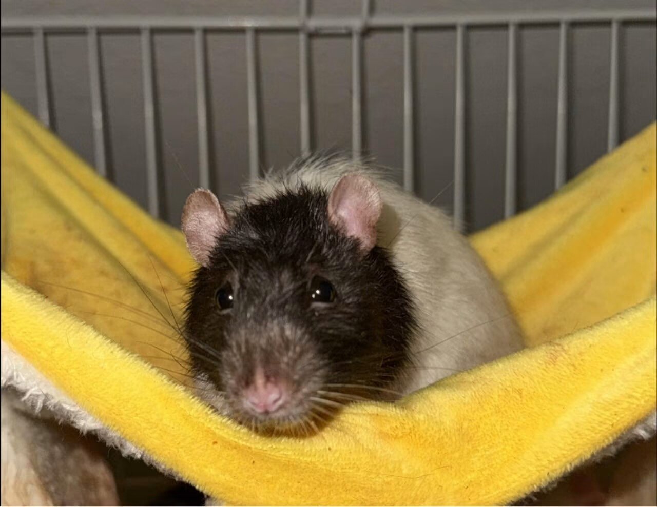 Male rats (not feeders image 3