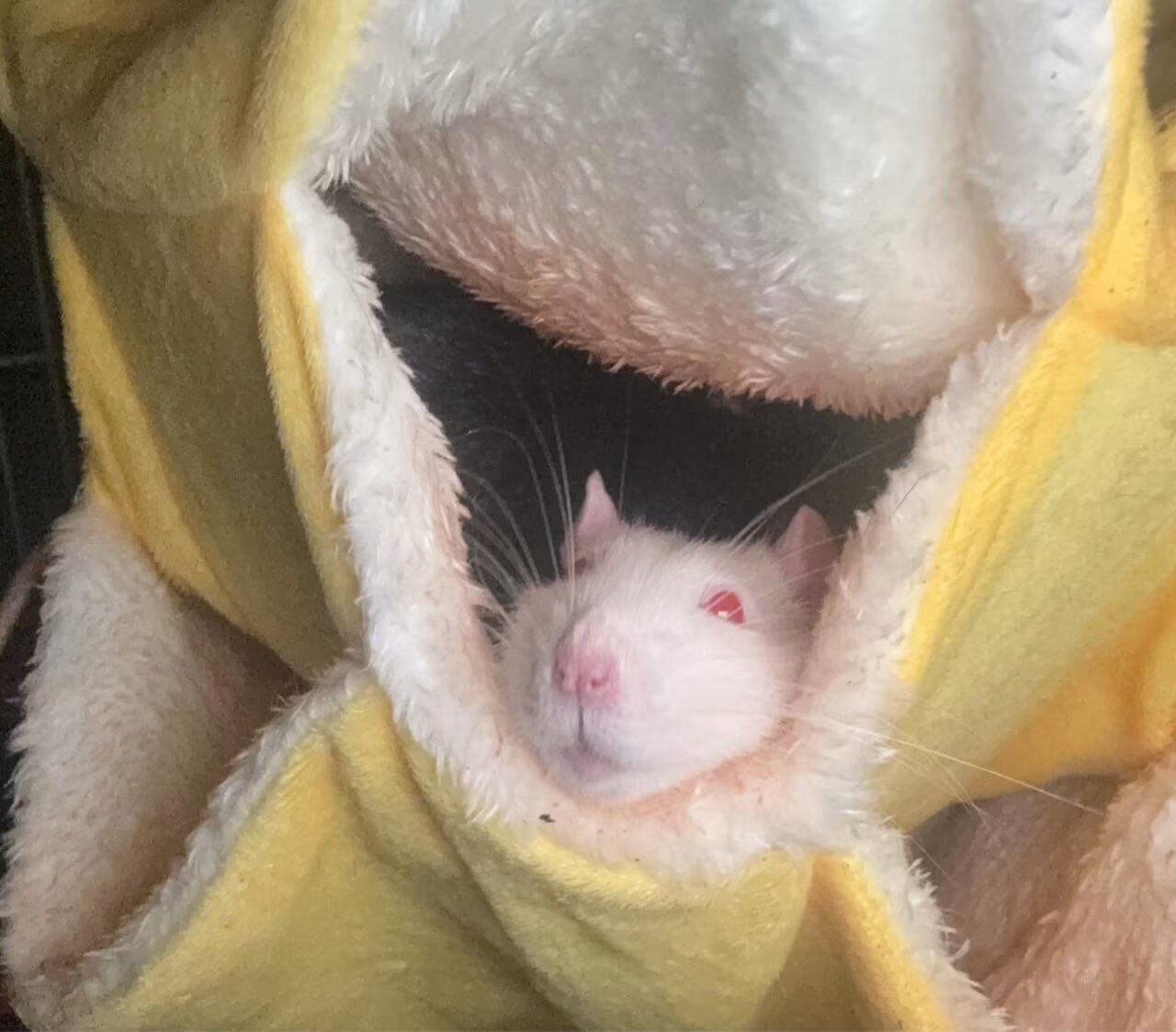 Male rats (not feeders image 5