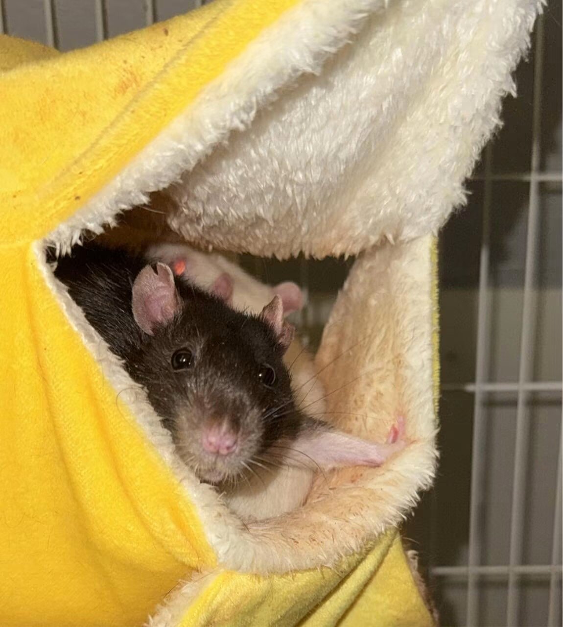 Male rats (not feeders image 4